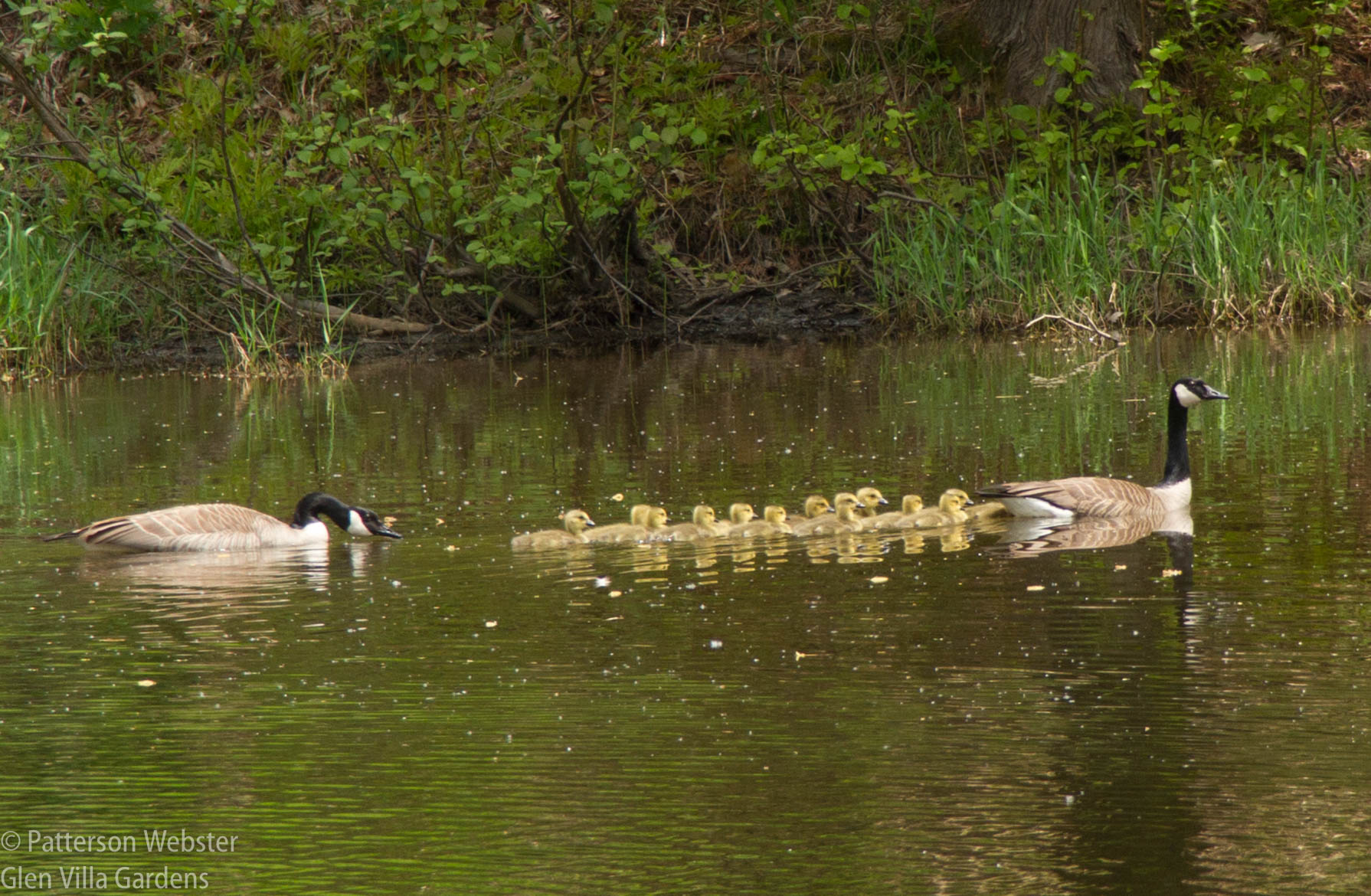 Talk about getting all your ducks in a row…. Talk about getting all your ducks in a row....
