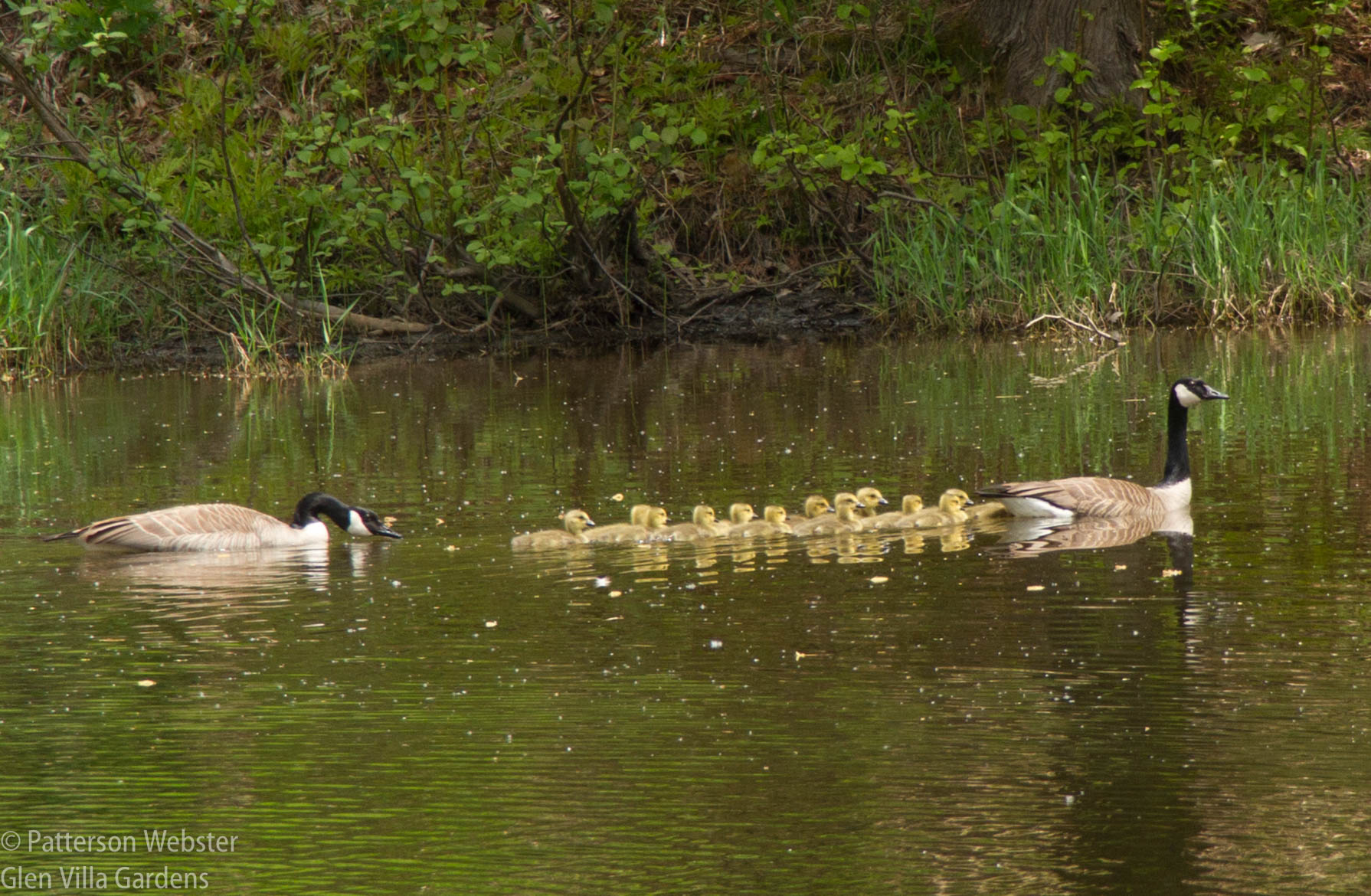 Talk about getting all your ducks in a row....