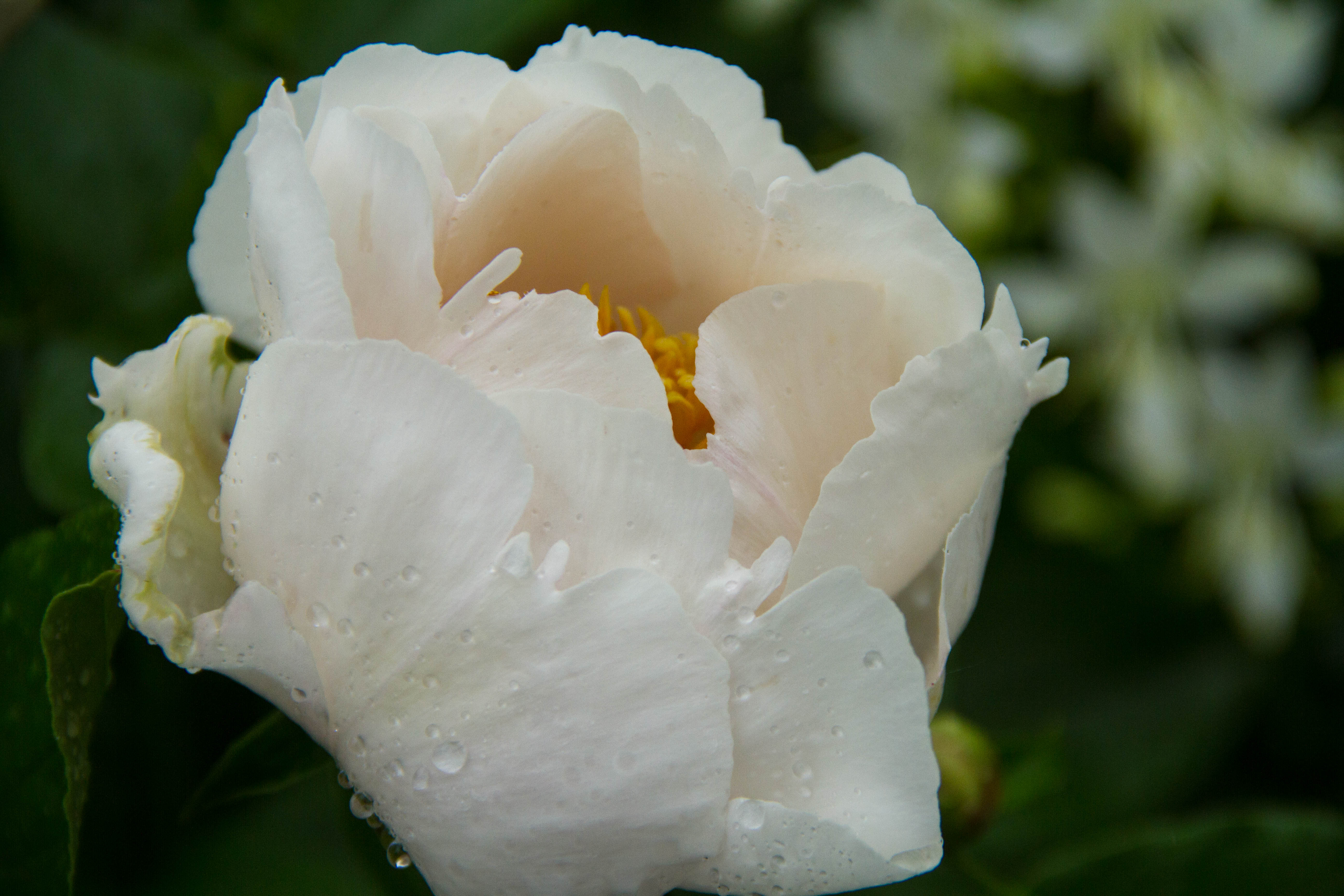 The many petals of this peony capture raindrops.
