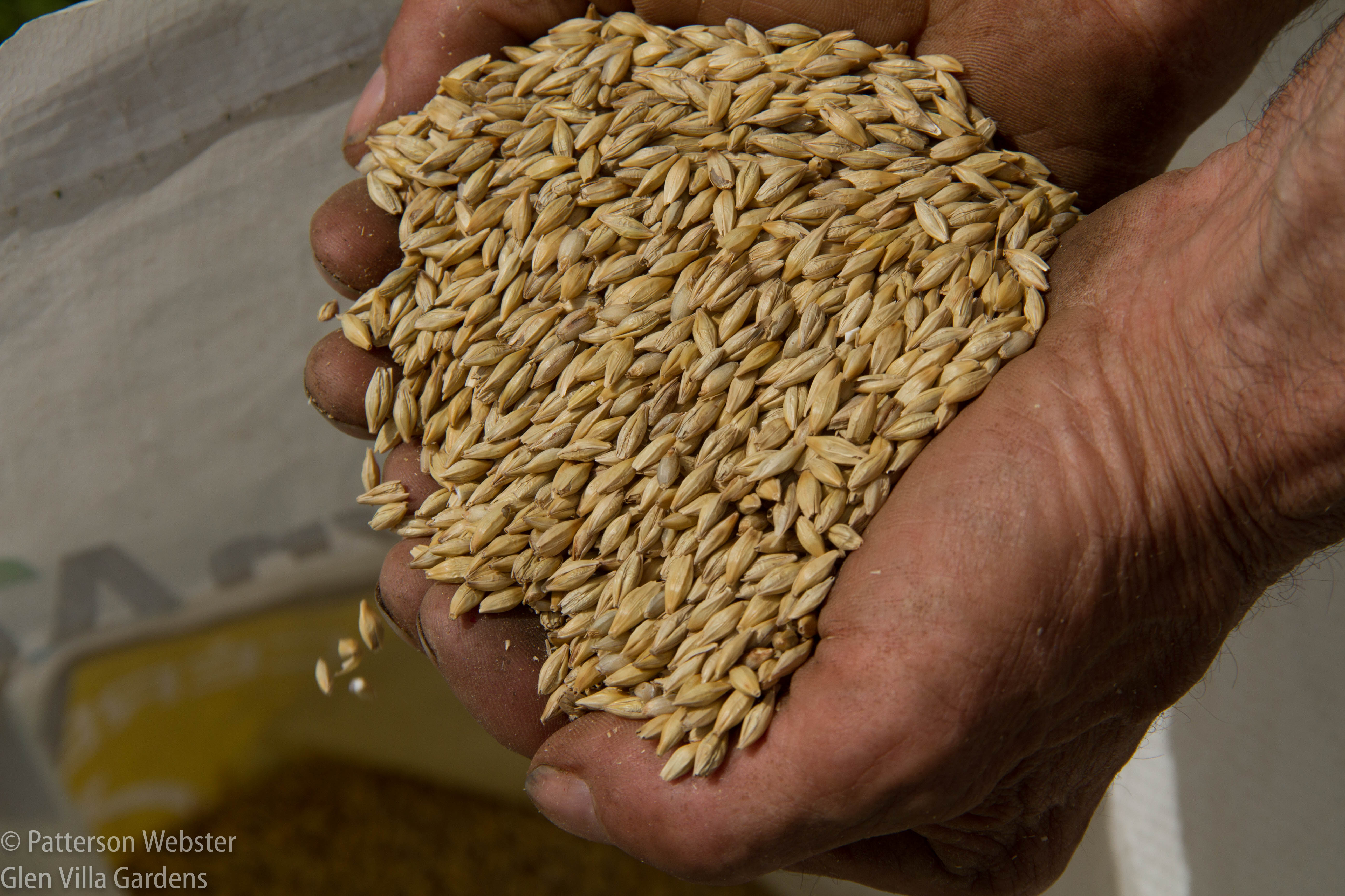 Barley or flax?