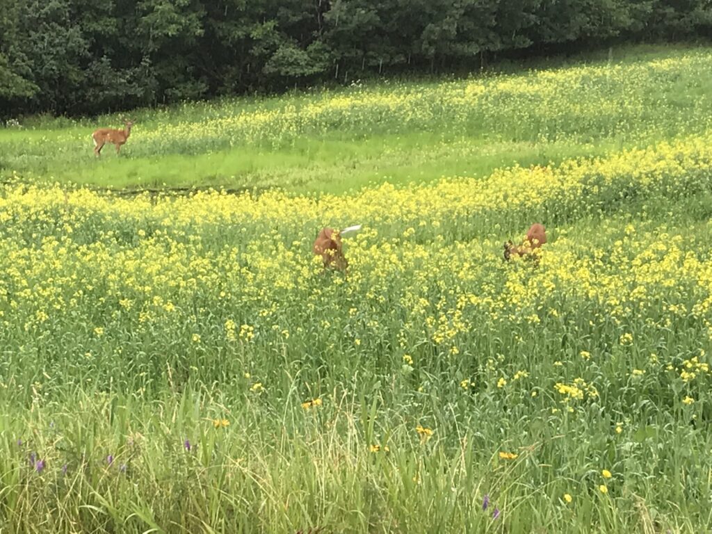This photo taken by a cousin shows deer almost swallowed up in the field. 