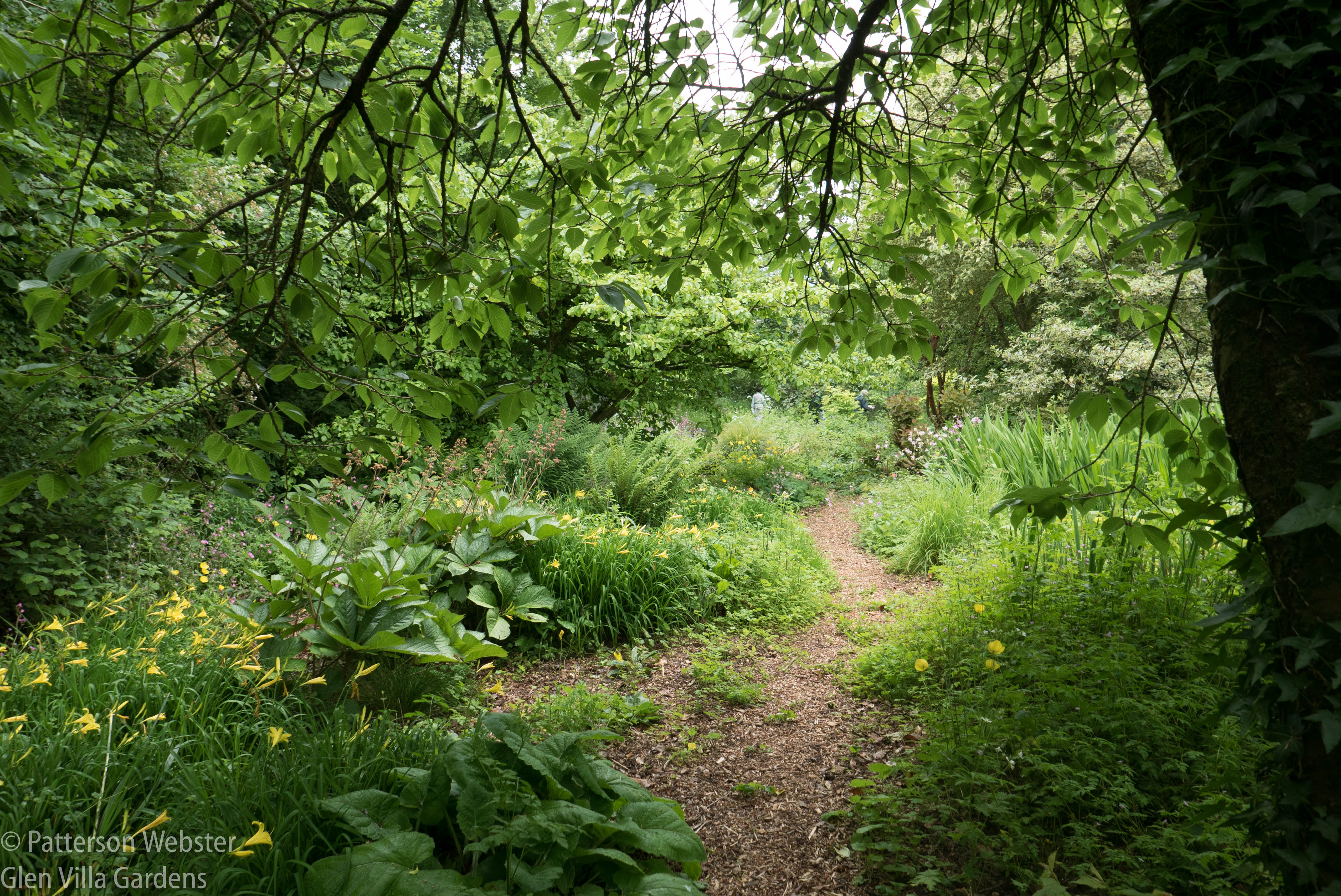 This photo shows a wood chip path at Holbrooke Gardens, an English garden specializing in informality.