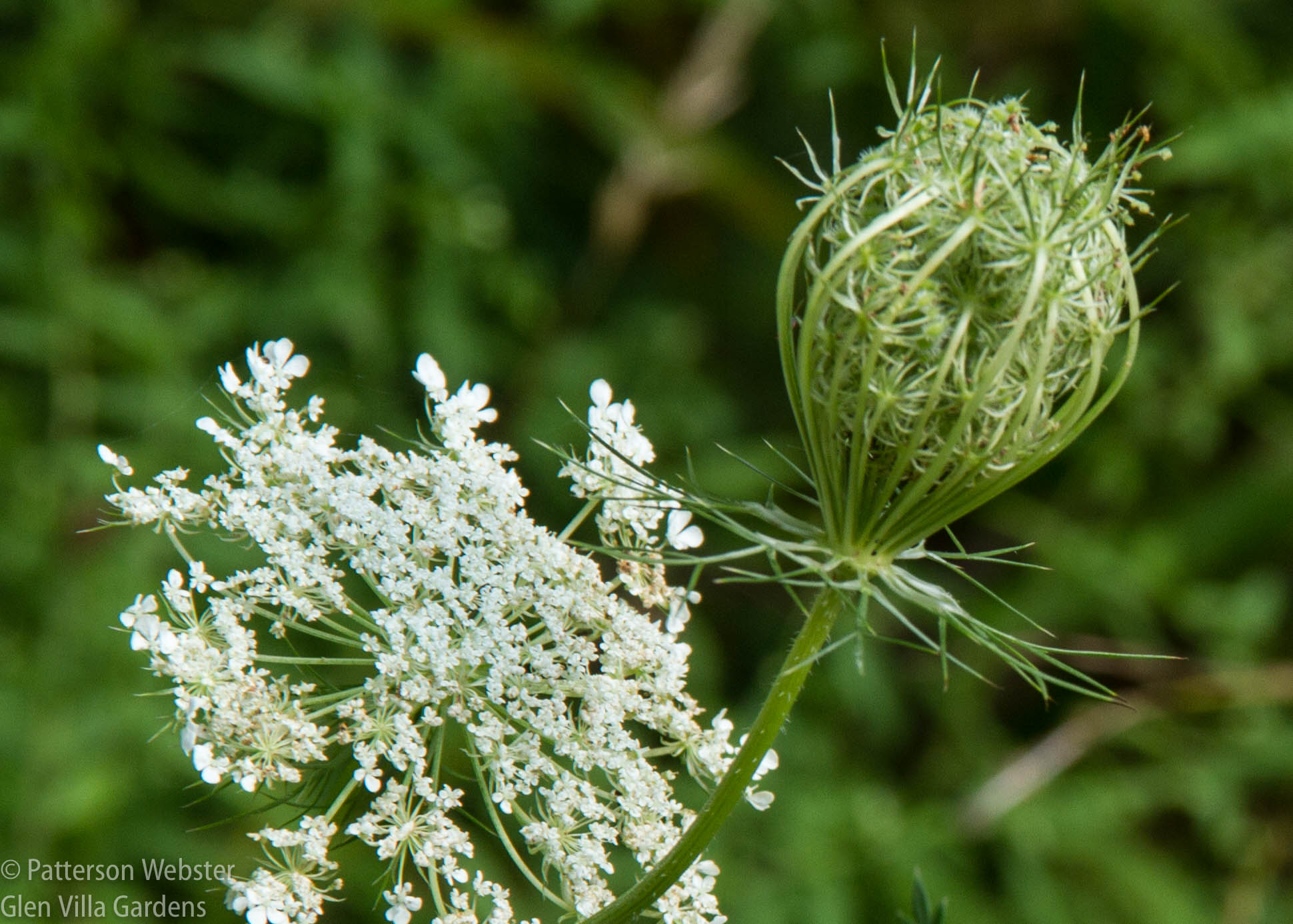 1. Queen Anne's lace bud (1 of 1)