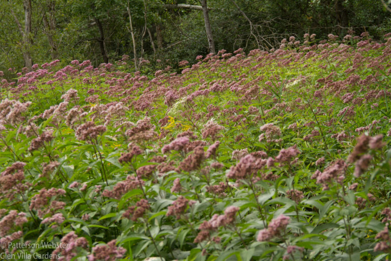 Joe Pye weed has taken over an unused field… and every year I thank it for doing that. Joe Pye weed has taken over an unused field... and every year I thank it for doing that.