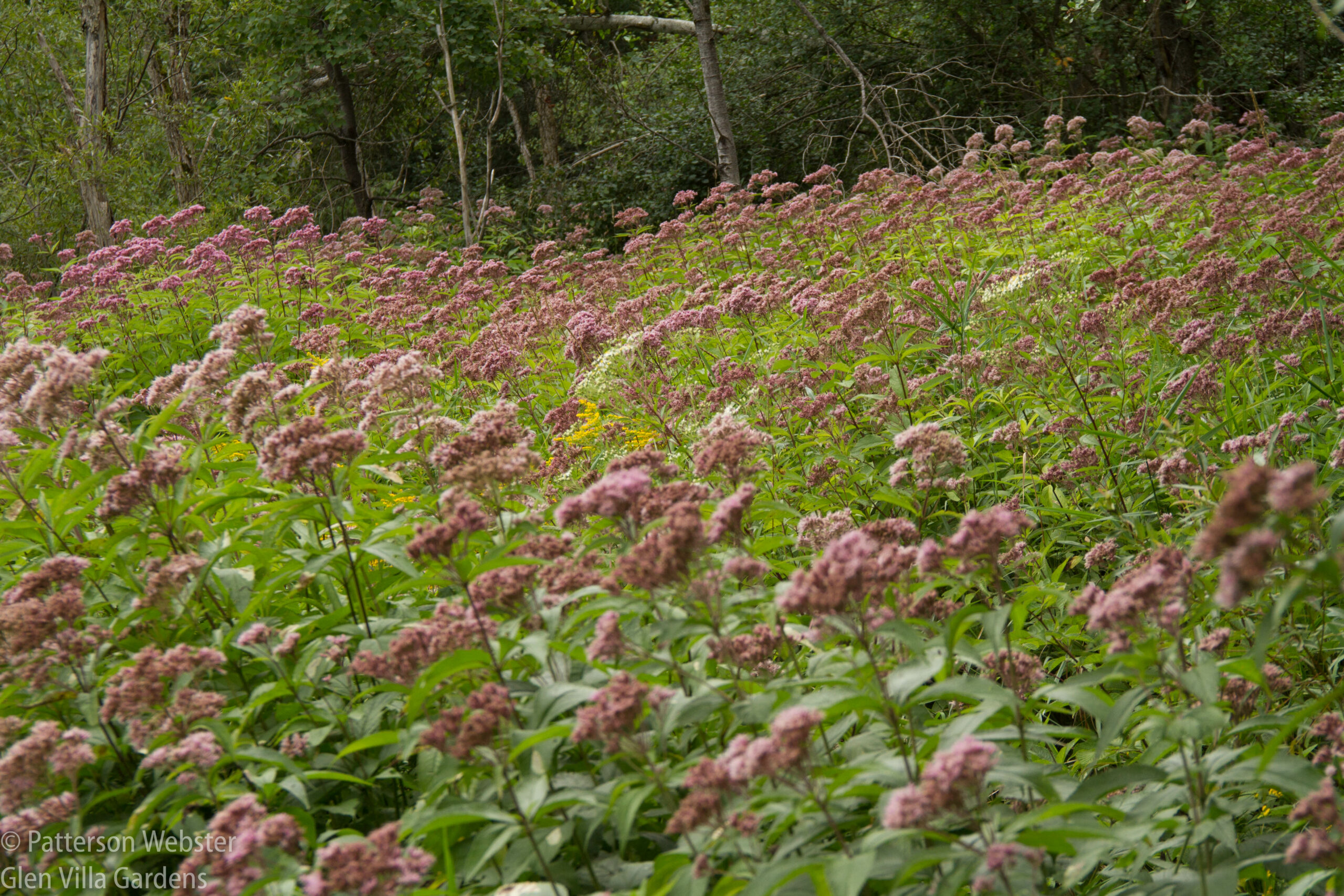 Joe Pye weed has taken over an unused field... and every year I thank it for doing that.