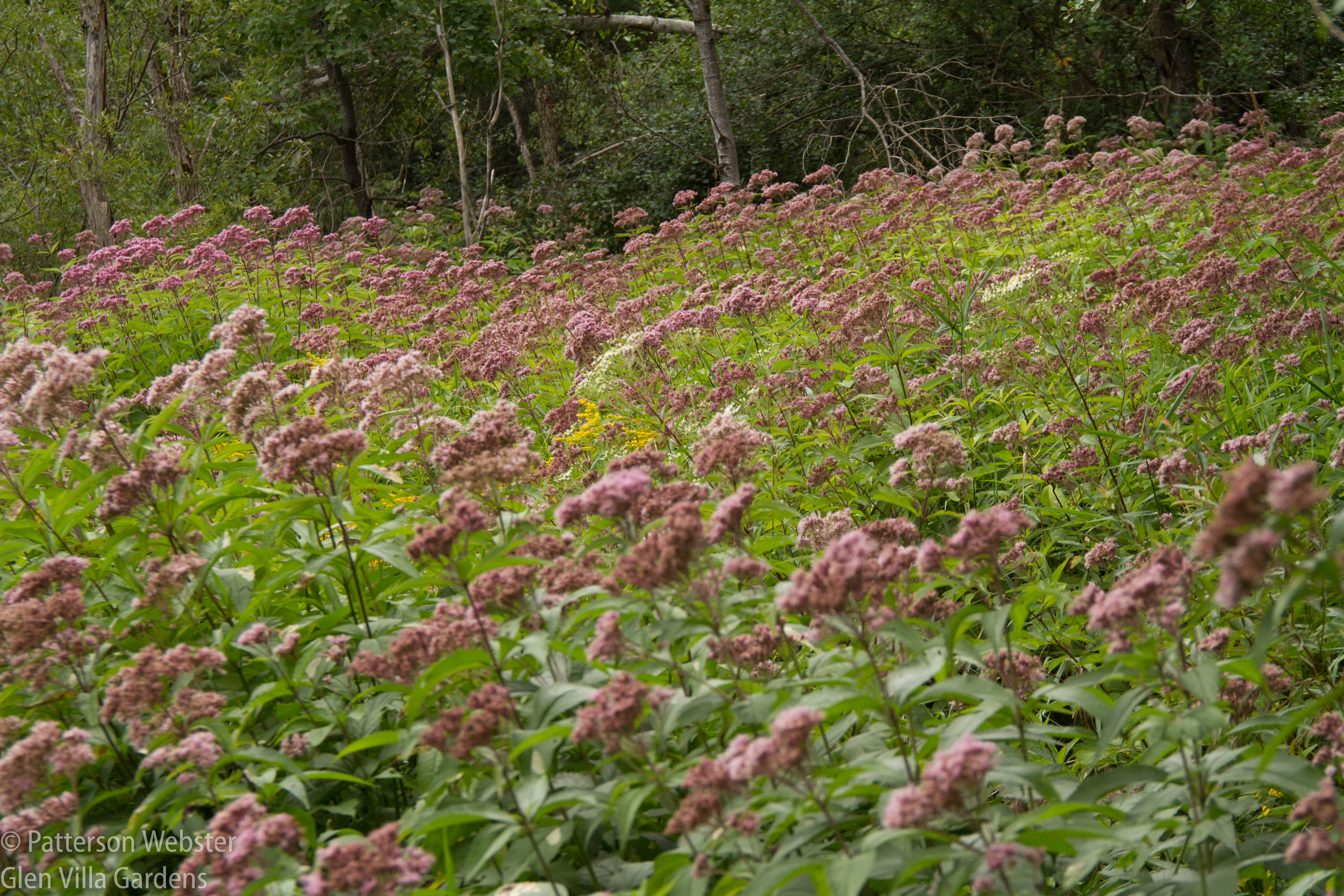 Joe Pye weed has taken over an unused field... and every year I thank it for doing that.