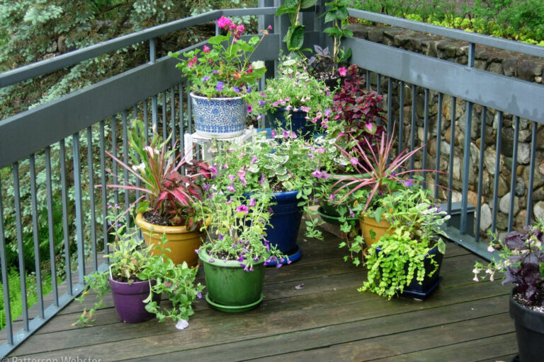 A few pots with plants that haven