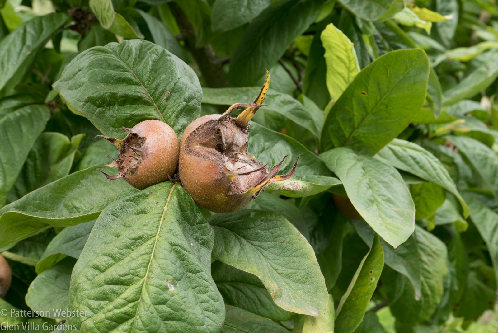 These medlars are 