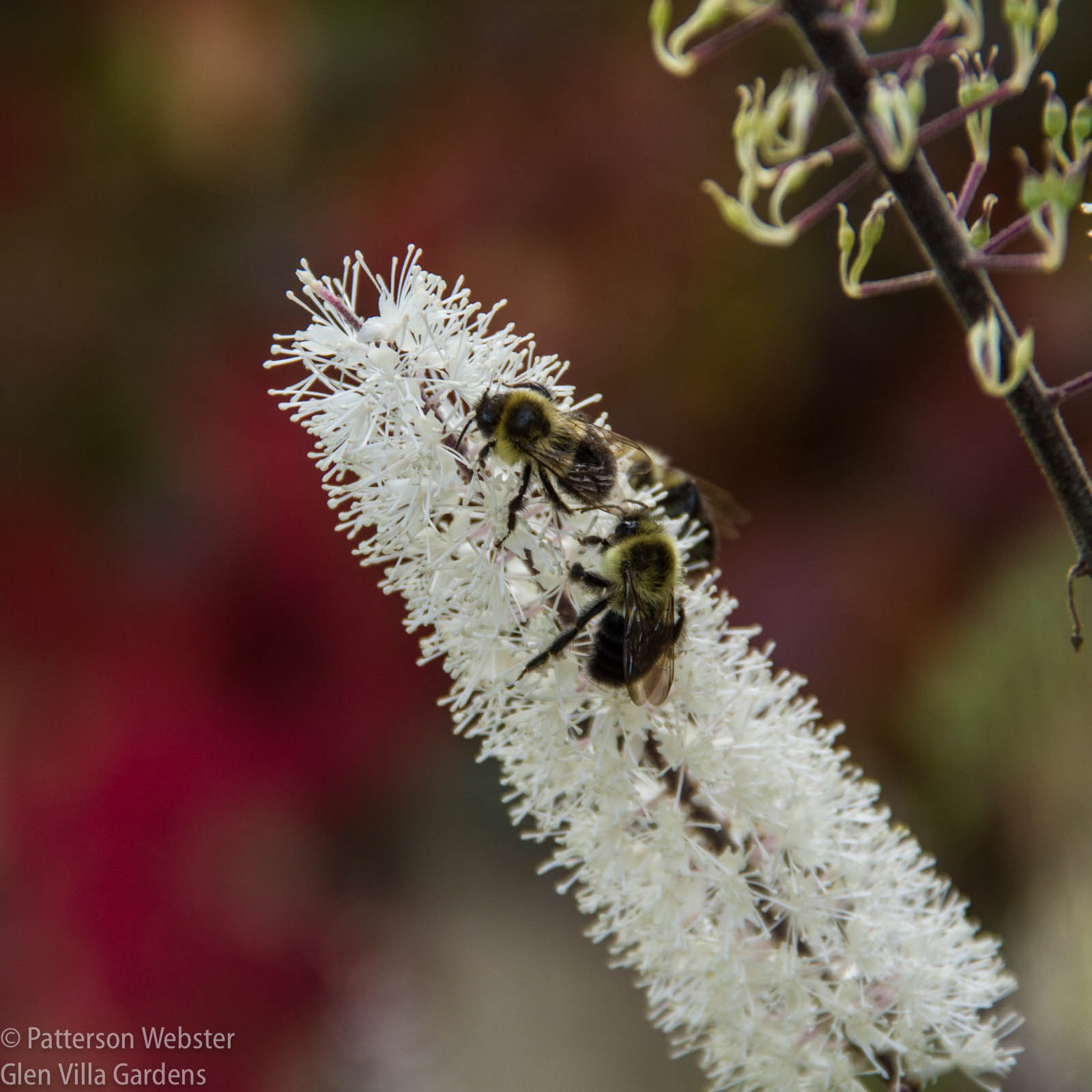 Dozens of bees were fighting for space on the snakeroot... it was fun to watch them crawl into and over each other.