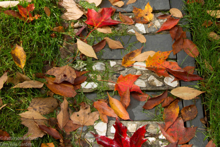 Colourful leaves are just beginning to fall.