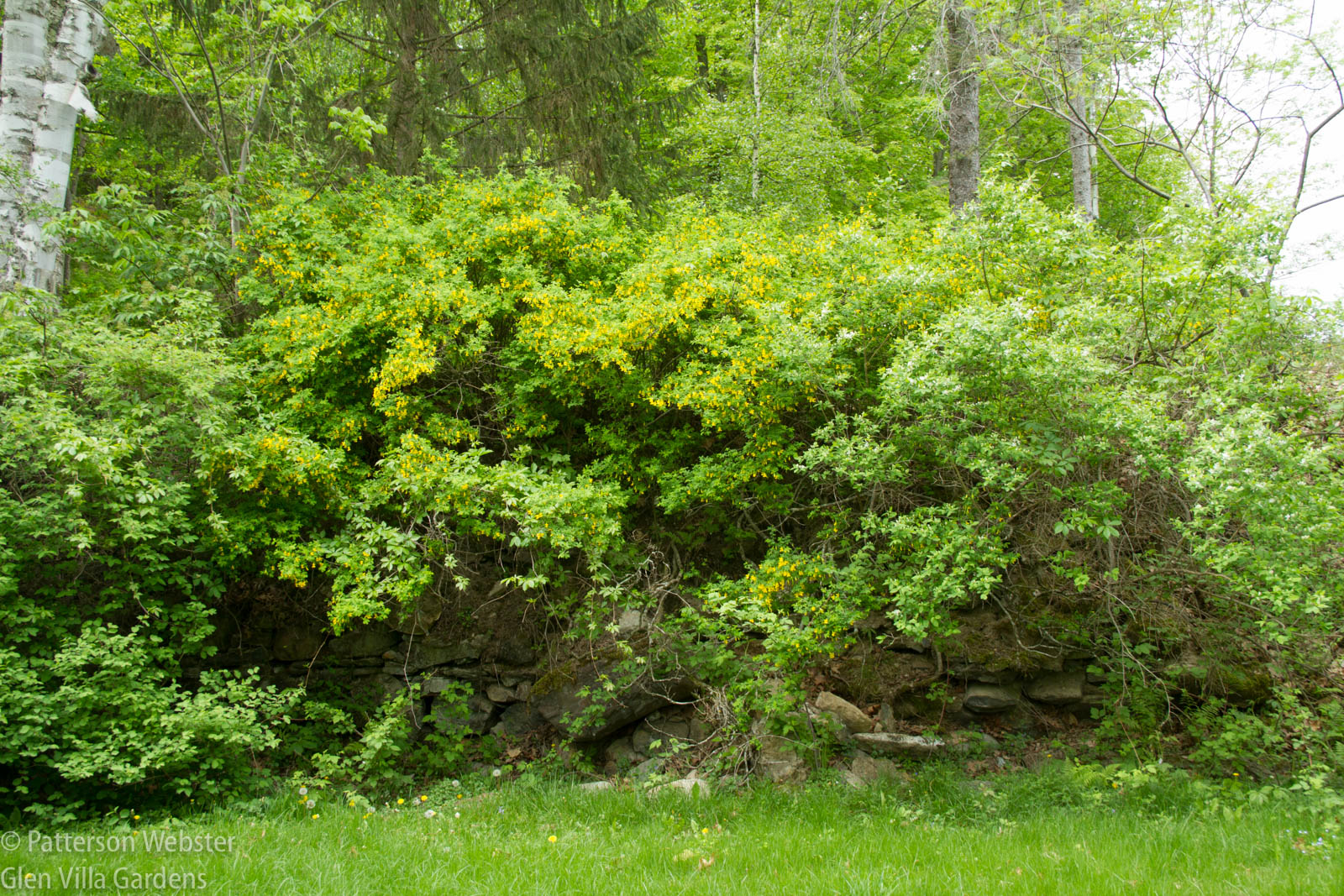 In 2018 the foundation wall was almost entirely hidden by vegetation. 