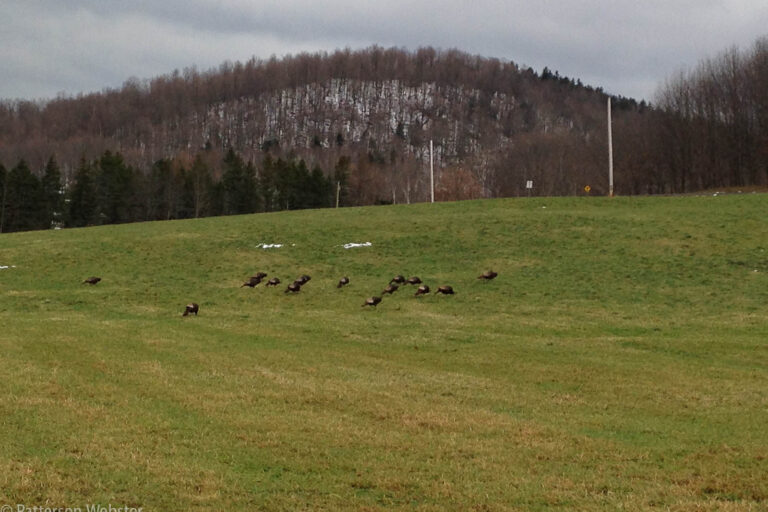 We see wild turkeys from time to time but rarely in the colder months.