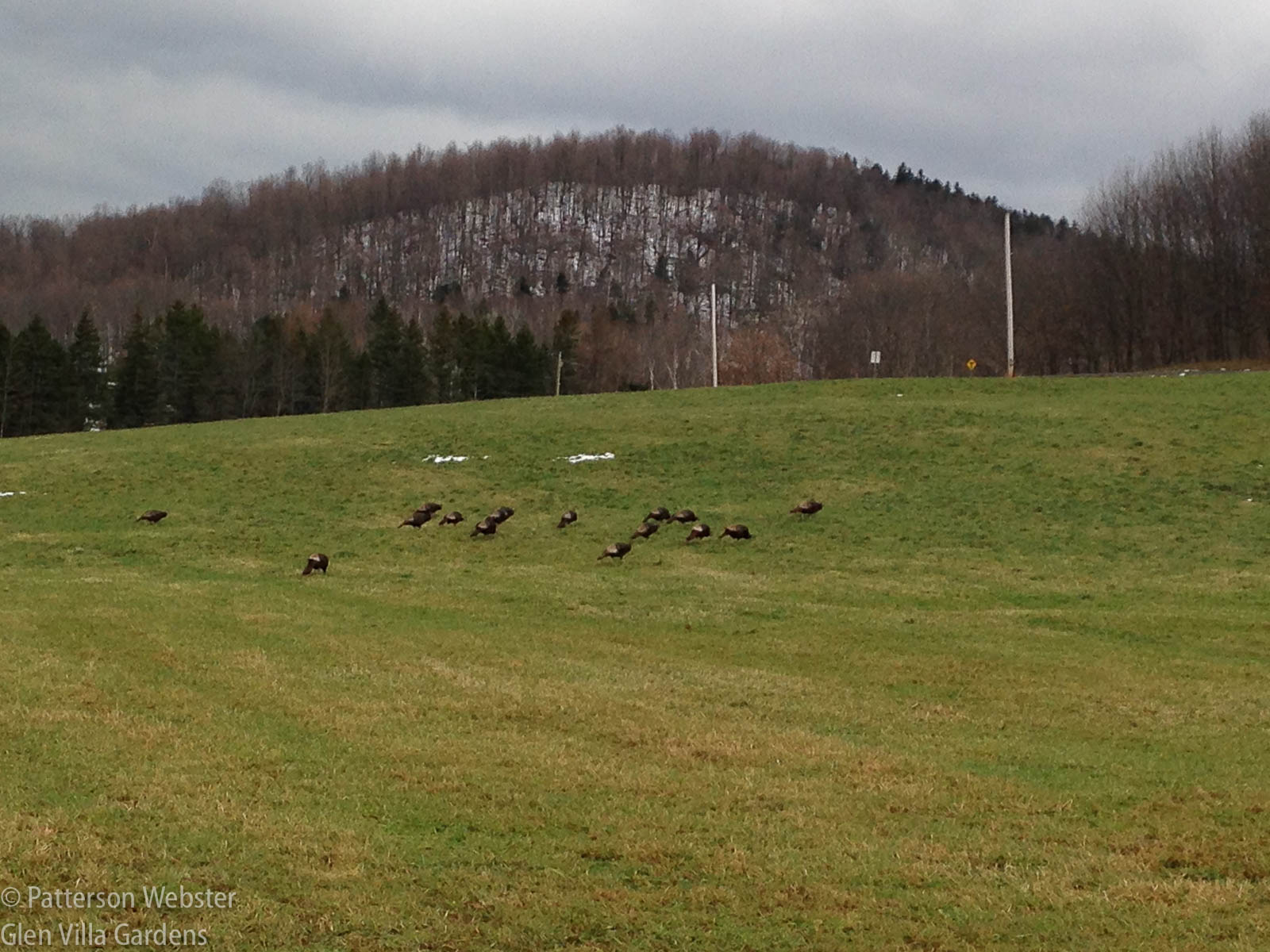We see wild turkeys from time to time but rarely in the colder months.