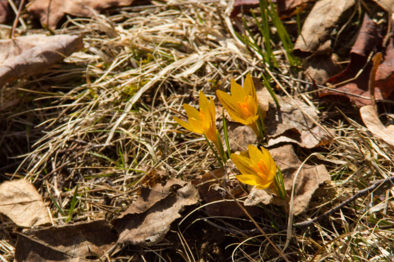 Nothing says spring more than yellow crocus! Nothing says spring more than yellow crocus!