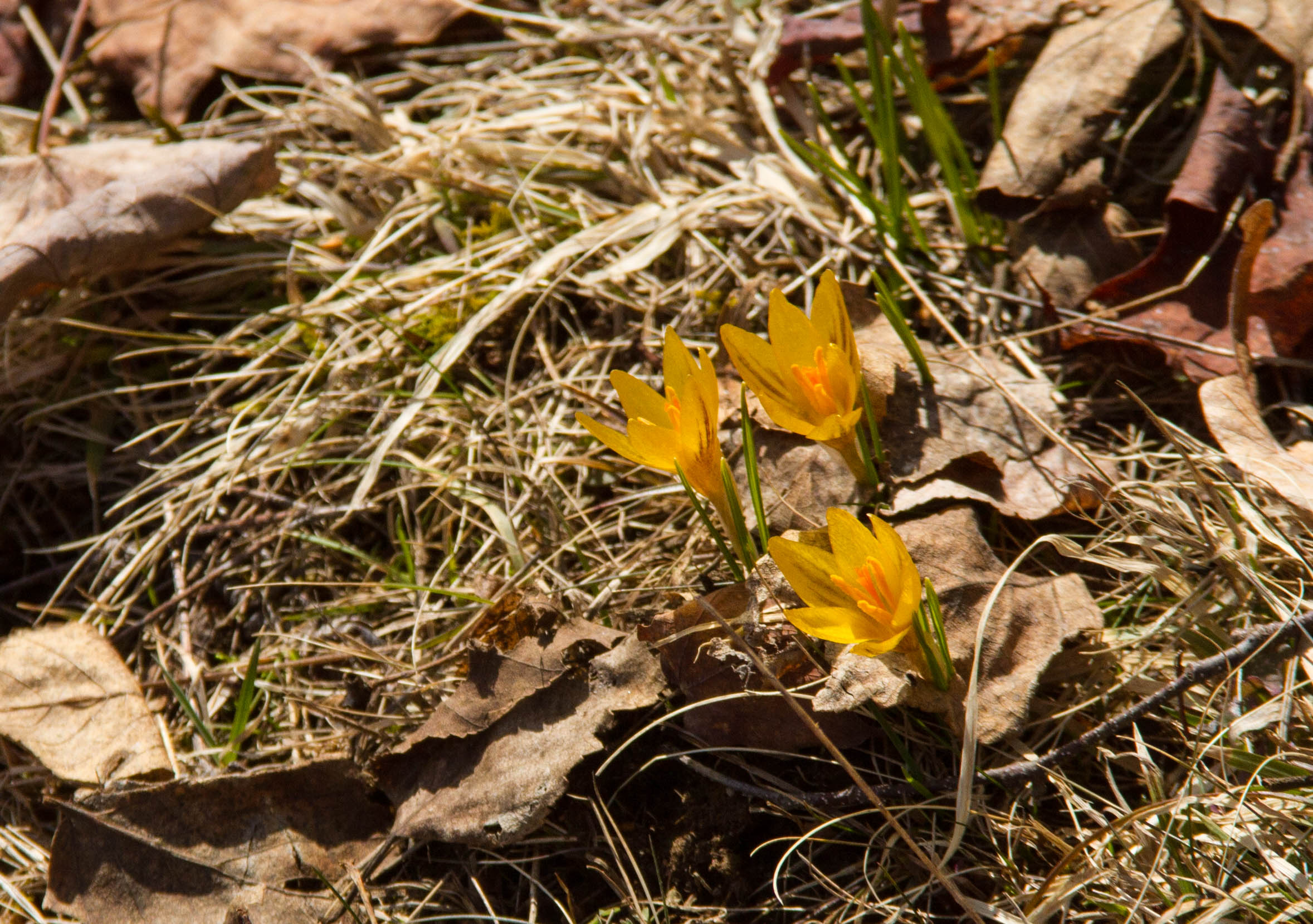 Nothing says spring more than yellow crocus!