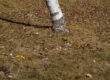 crocus (1 of 1)