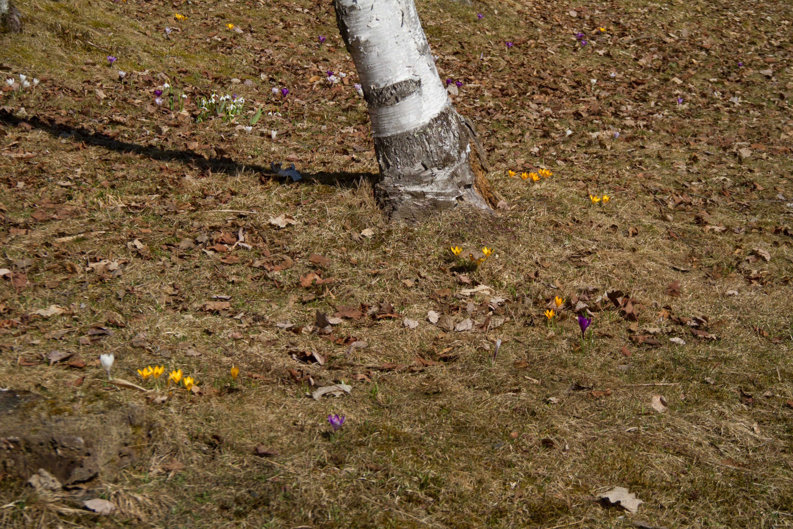 crocus (1 of 1) crocus (1 of 1)