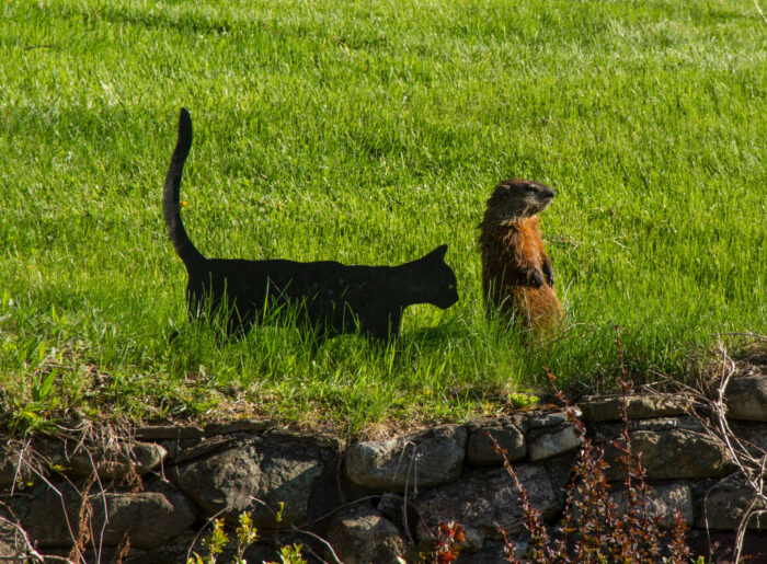 cat and hog (1 of 1)