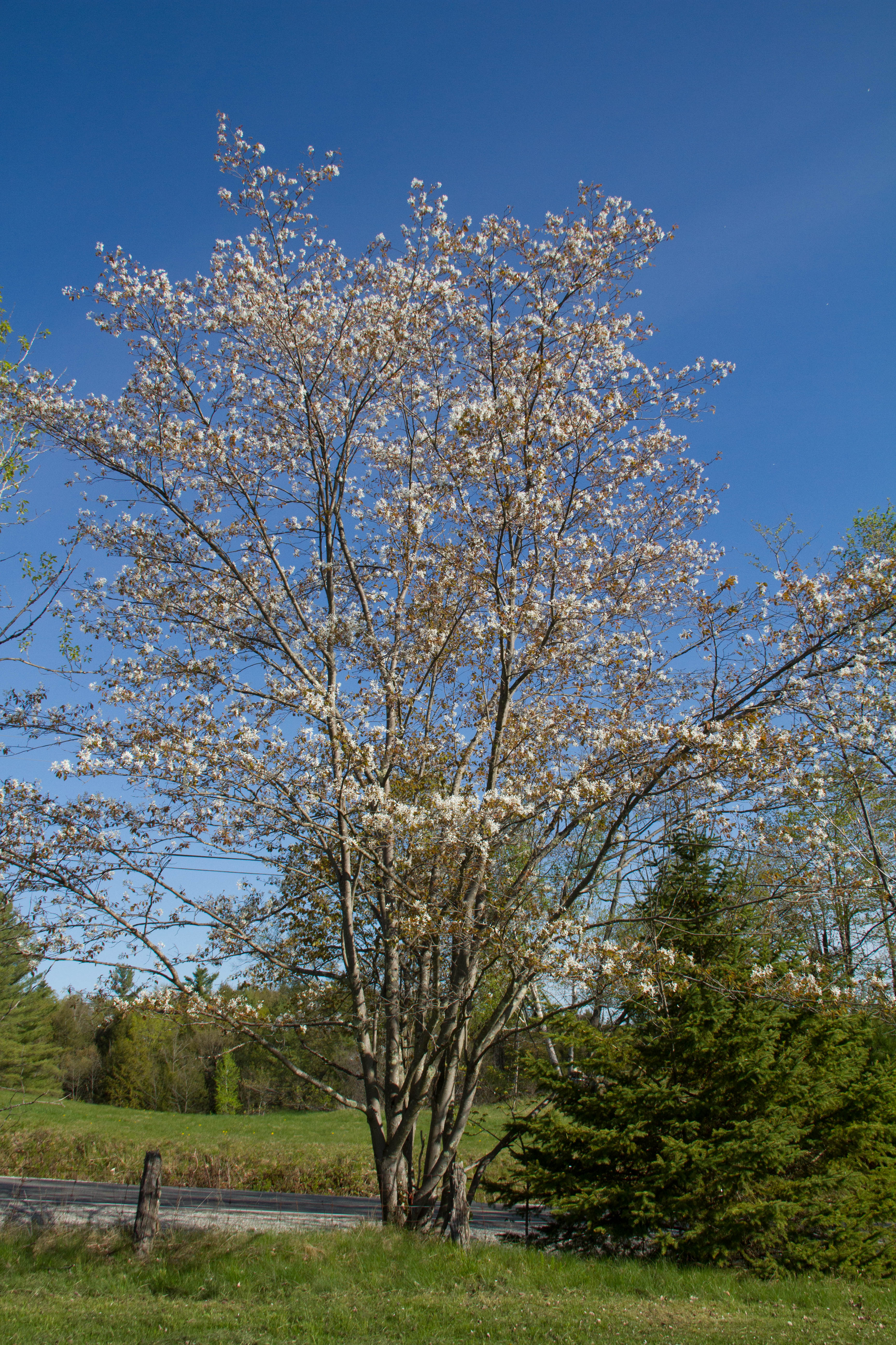 One of the many cherry trees now blooming everywhere. There seem to be more blooms this year than usual. 