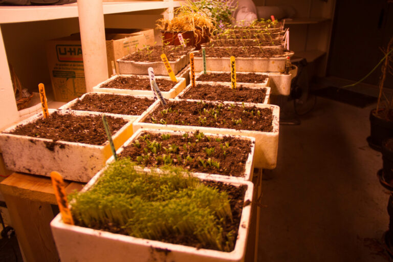 These seedlings were just sprouting in late March.