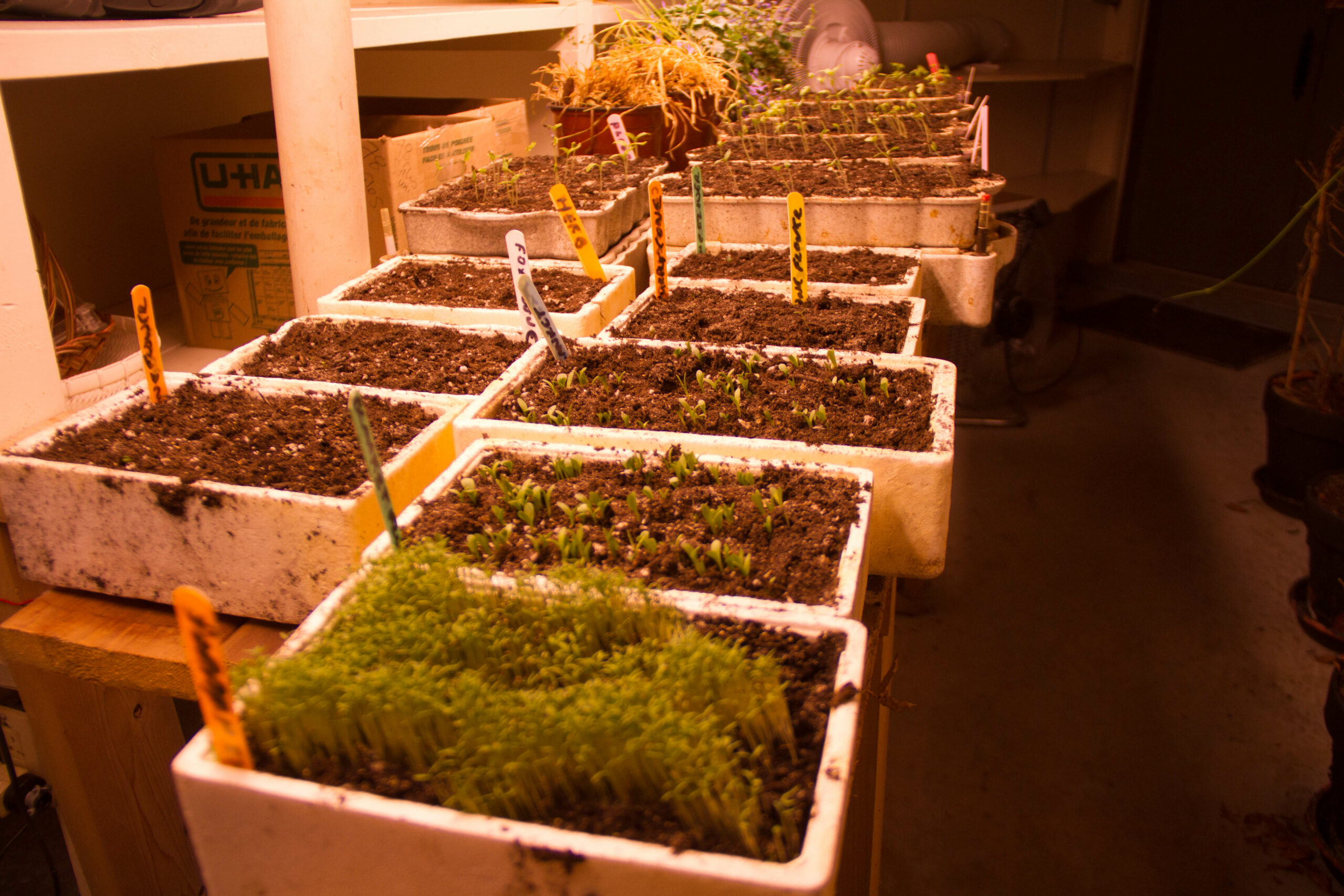 These seedlings were just sprouting in late March.