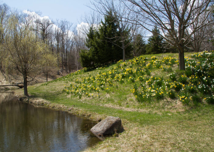 Daffodils bloom on the berm above the Skating Pond. Daffodils bloom on the berm above the Skating Pond.