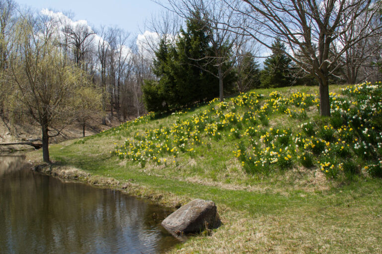Daffodils bloom on the berm above the Skating Pond.