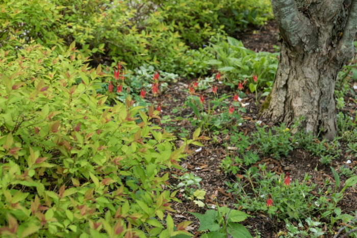 aqui with spirea (1 of 1) aqui with spirea (1 of 1)