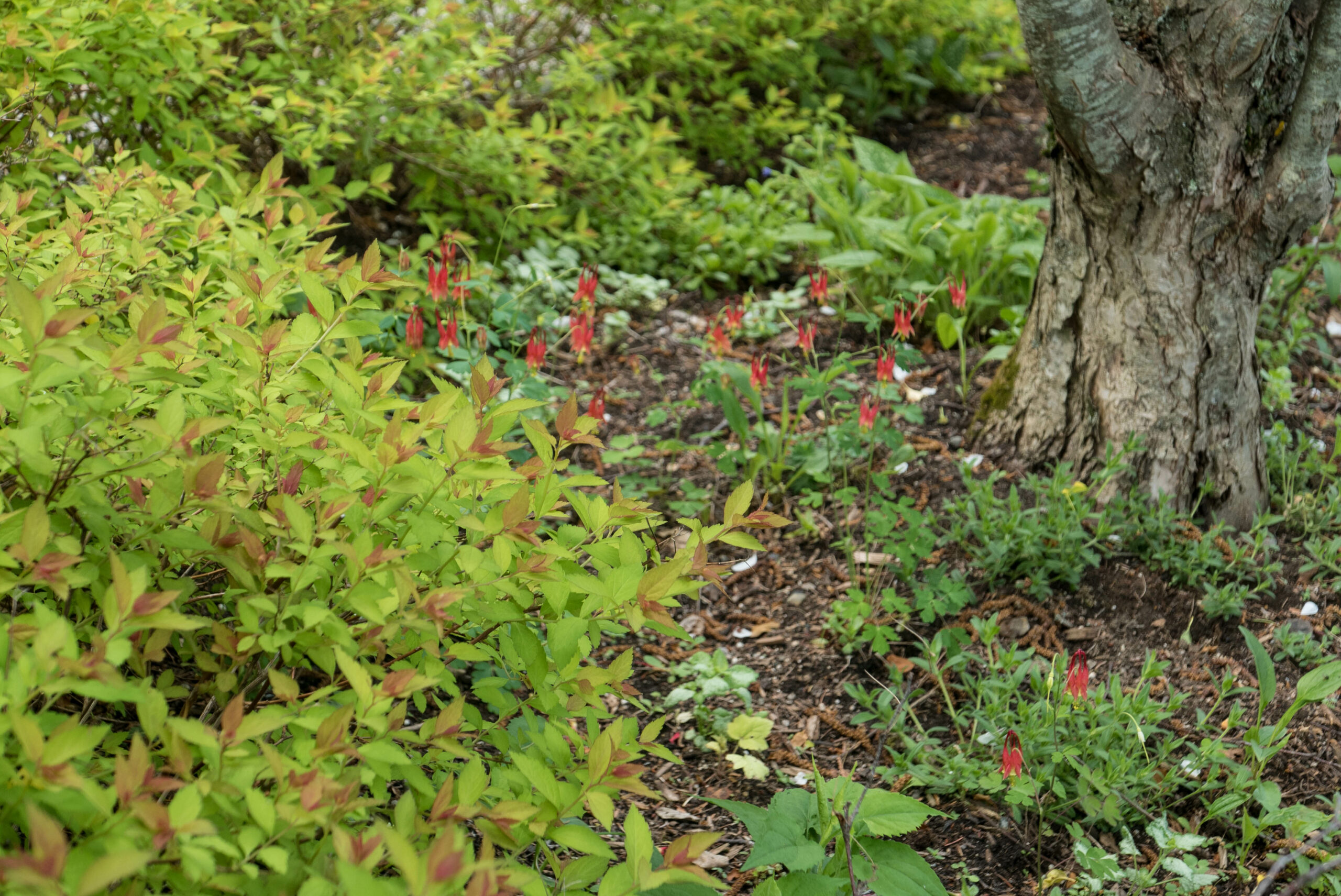 aqui with spirea (1 of 1)
