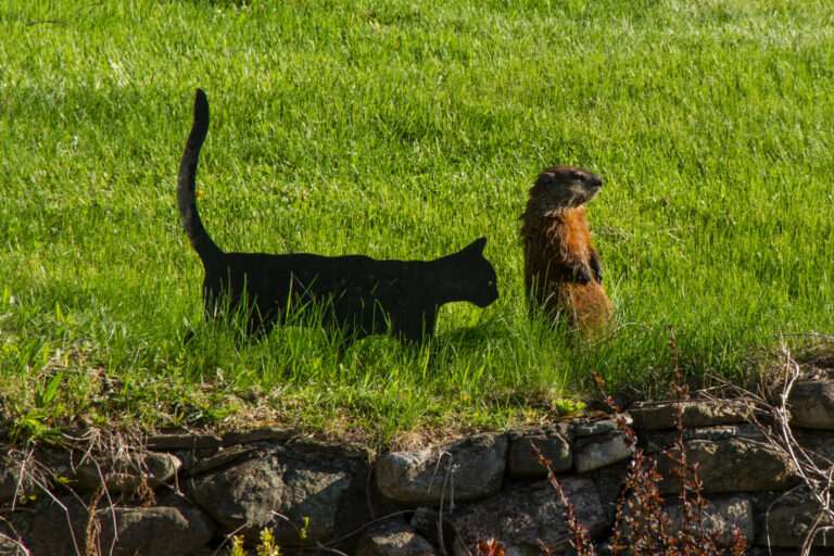 cat and hog (1 of 1)
