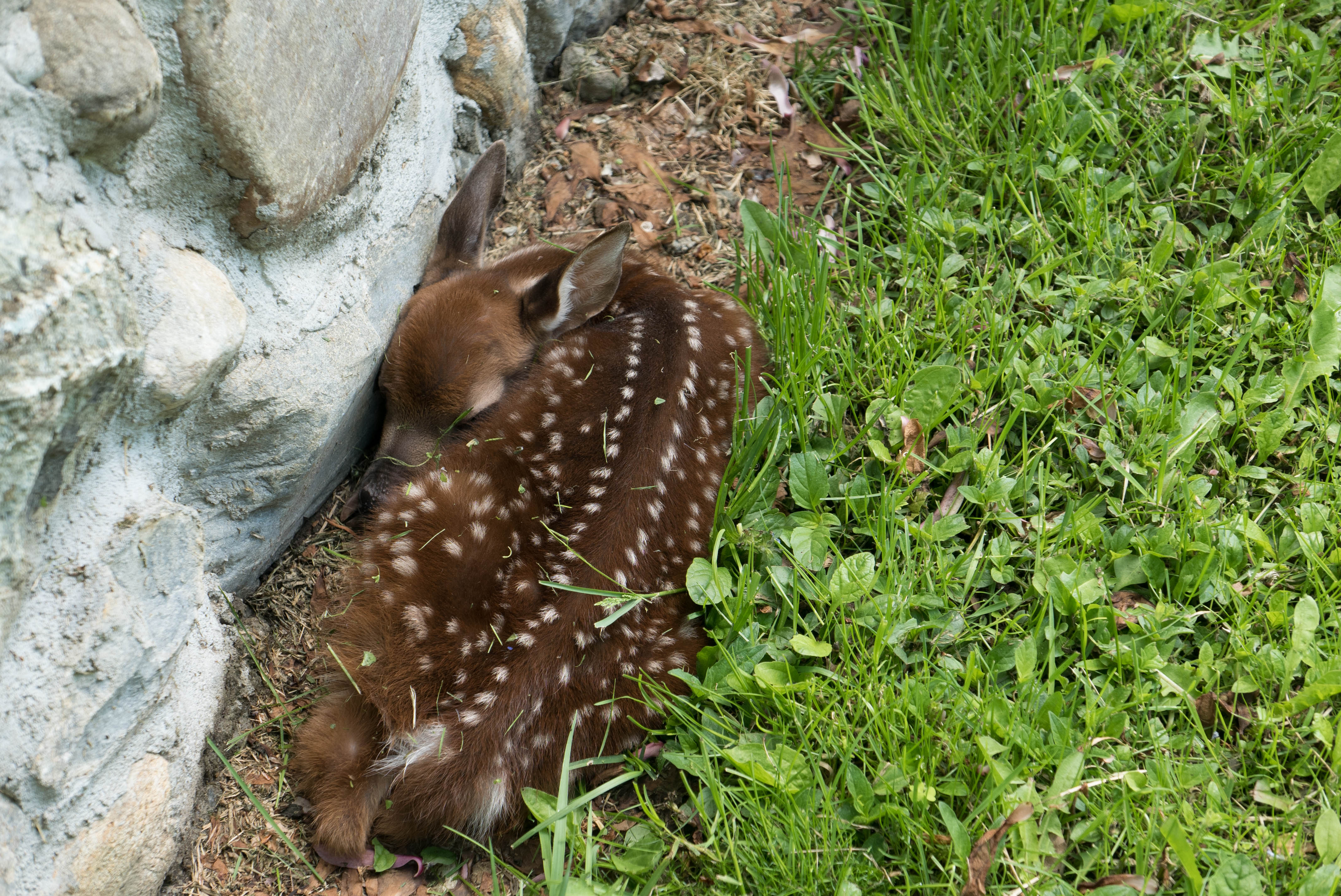 fawn (1 of 2)