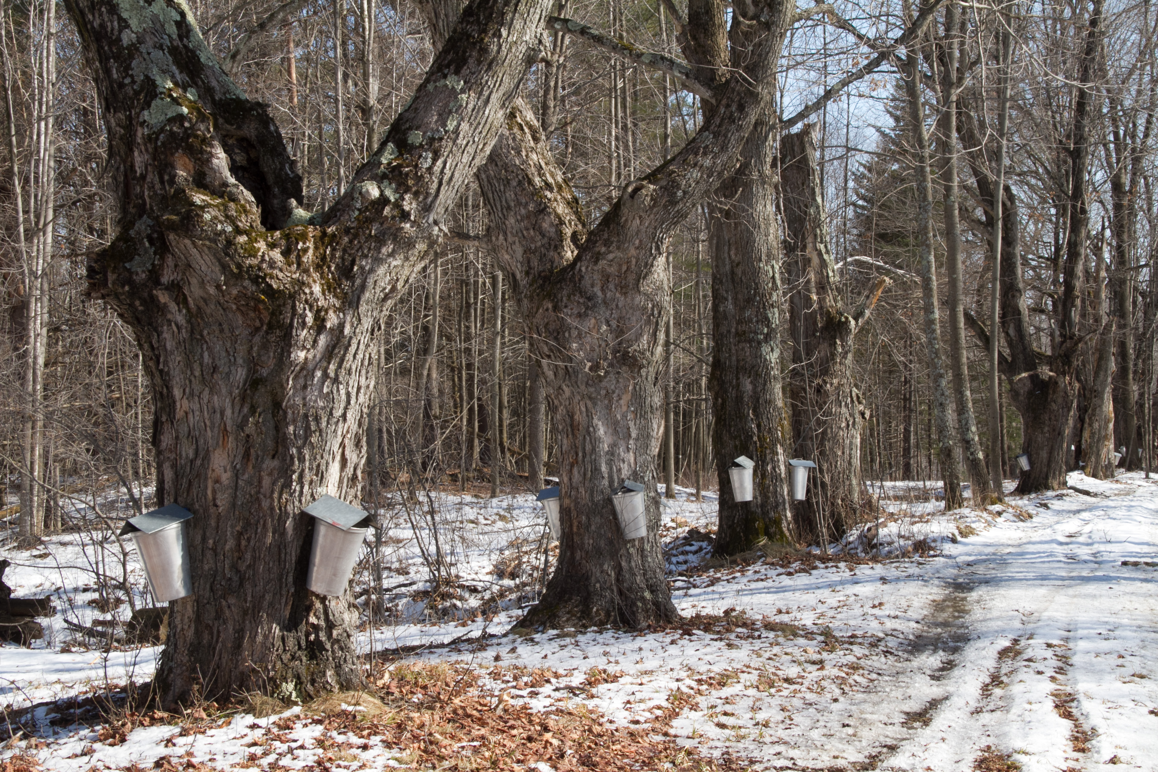 Even very old maple trees produce sap for maple syrup! We don't tap these trees often but we did in 2000 when this photo was taken. 