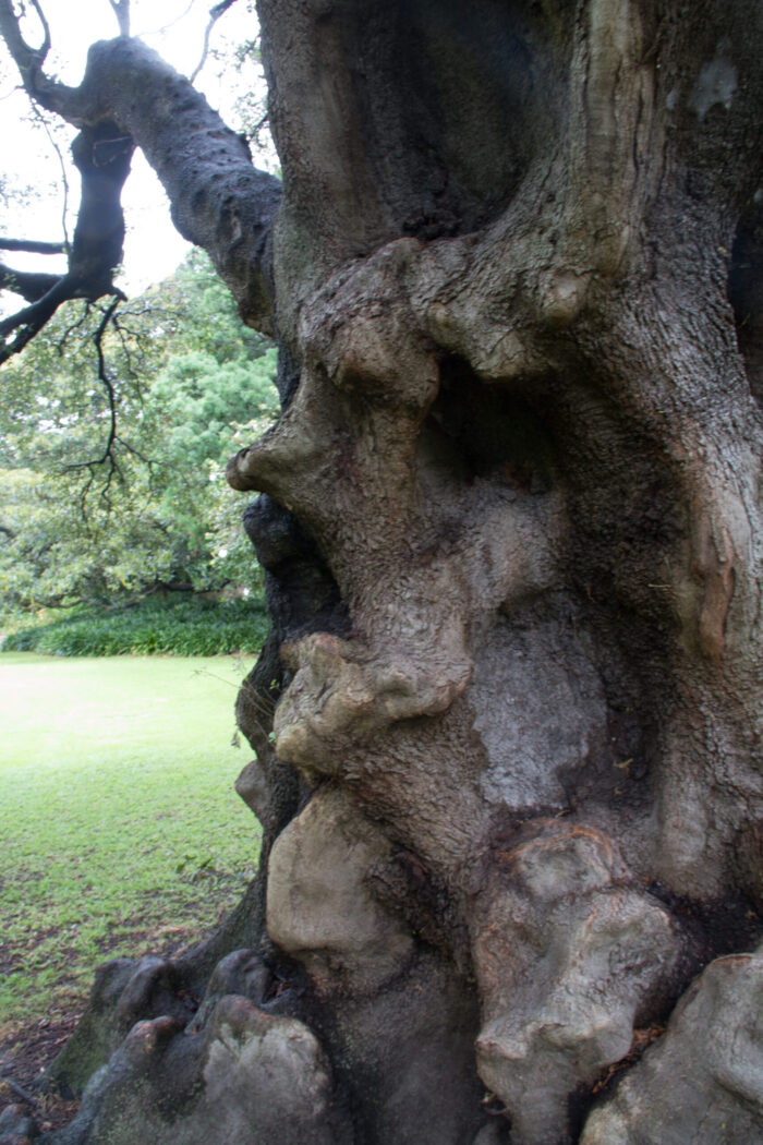 Seen at the botanical garden in Sydney, Australia