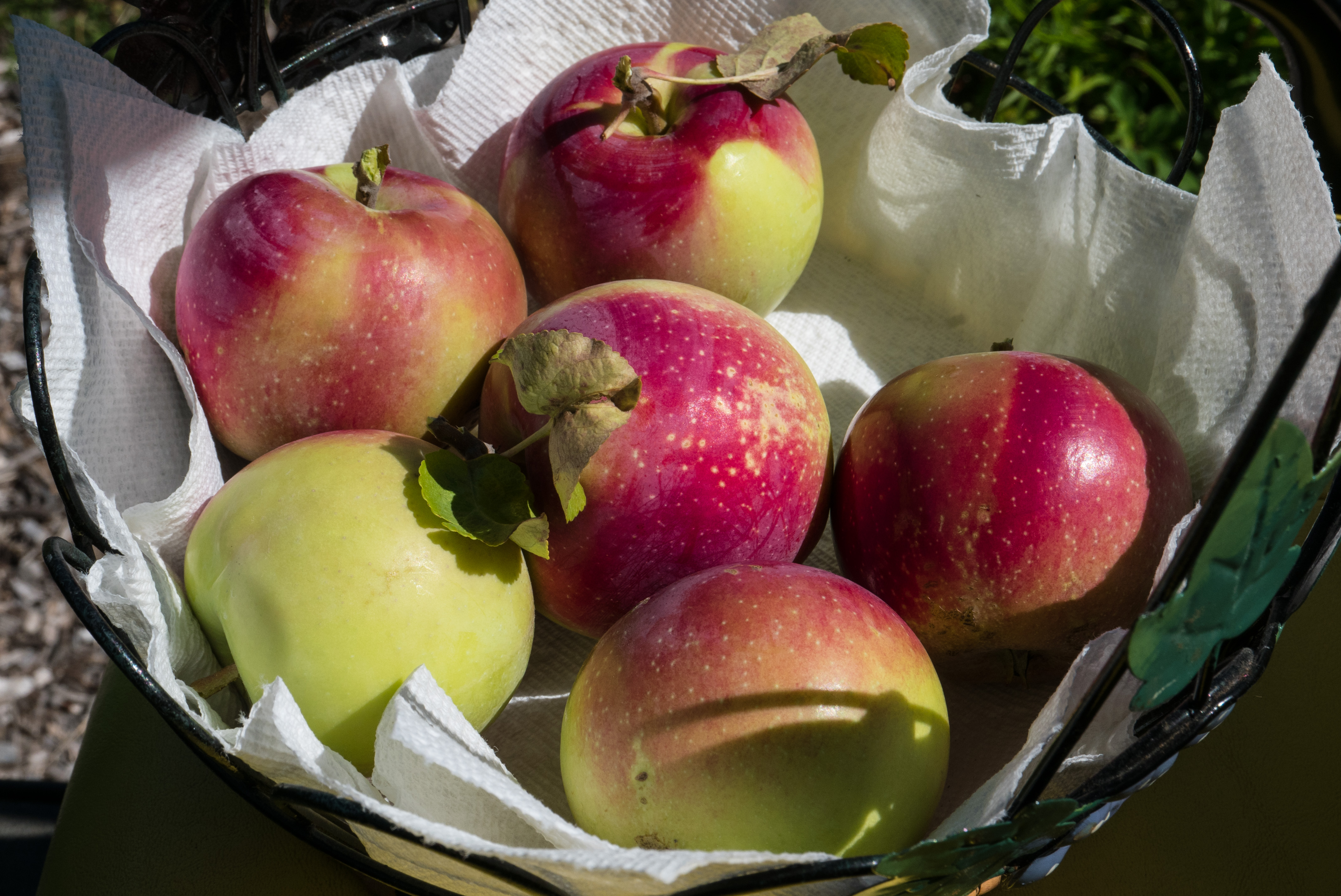 In late summer, children and grandchildren gathered apples from the many old apple trees at Glen Villa.