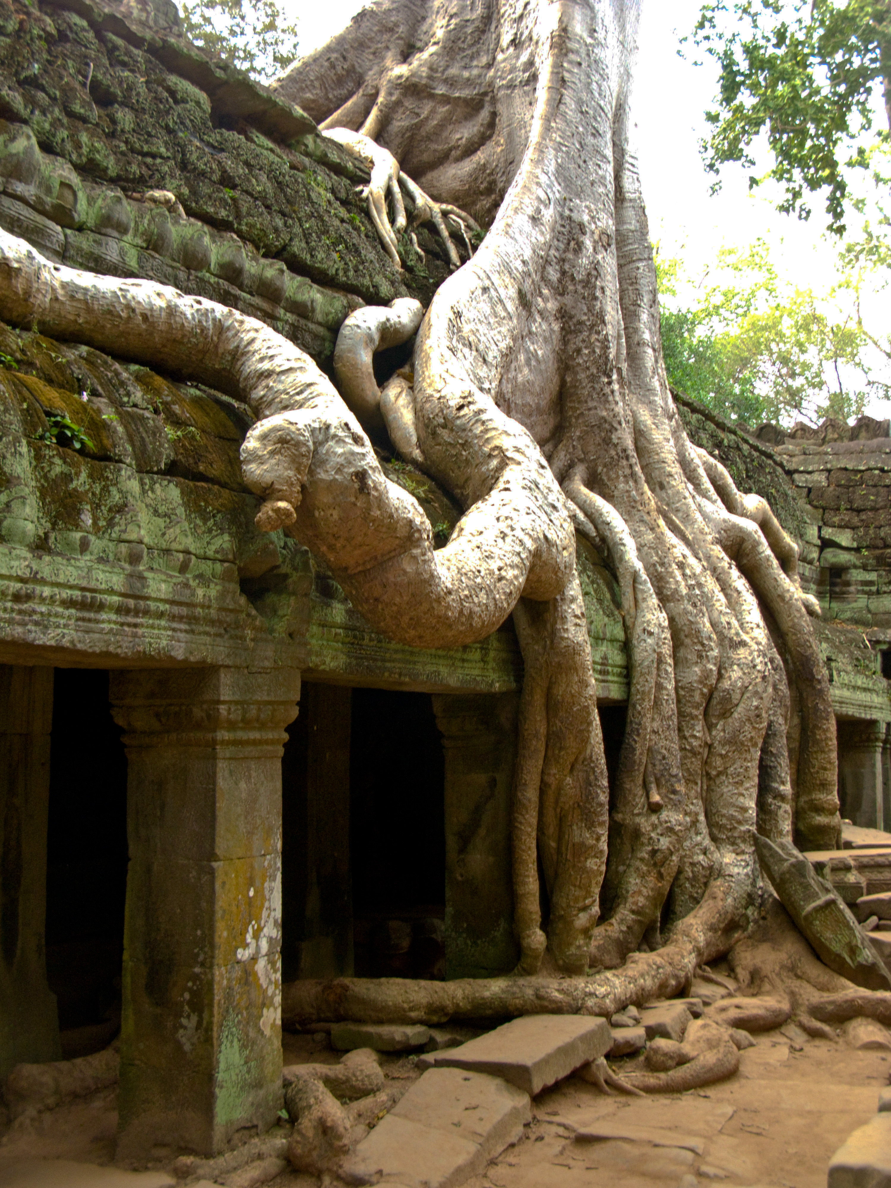 Rampant growth characterizes almost every ruin in Cambodia. The fig trees threaten to swallow the roof of this temple.