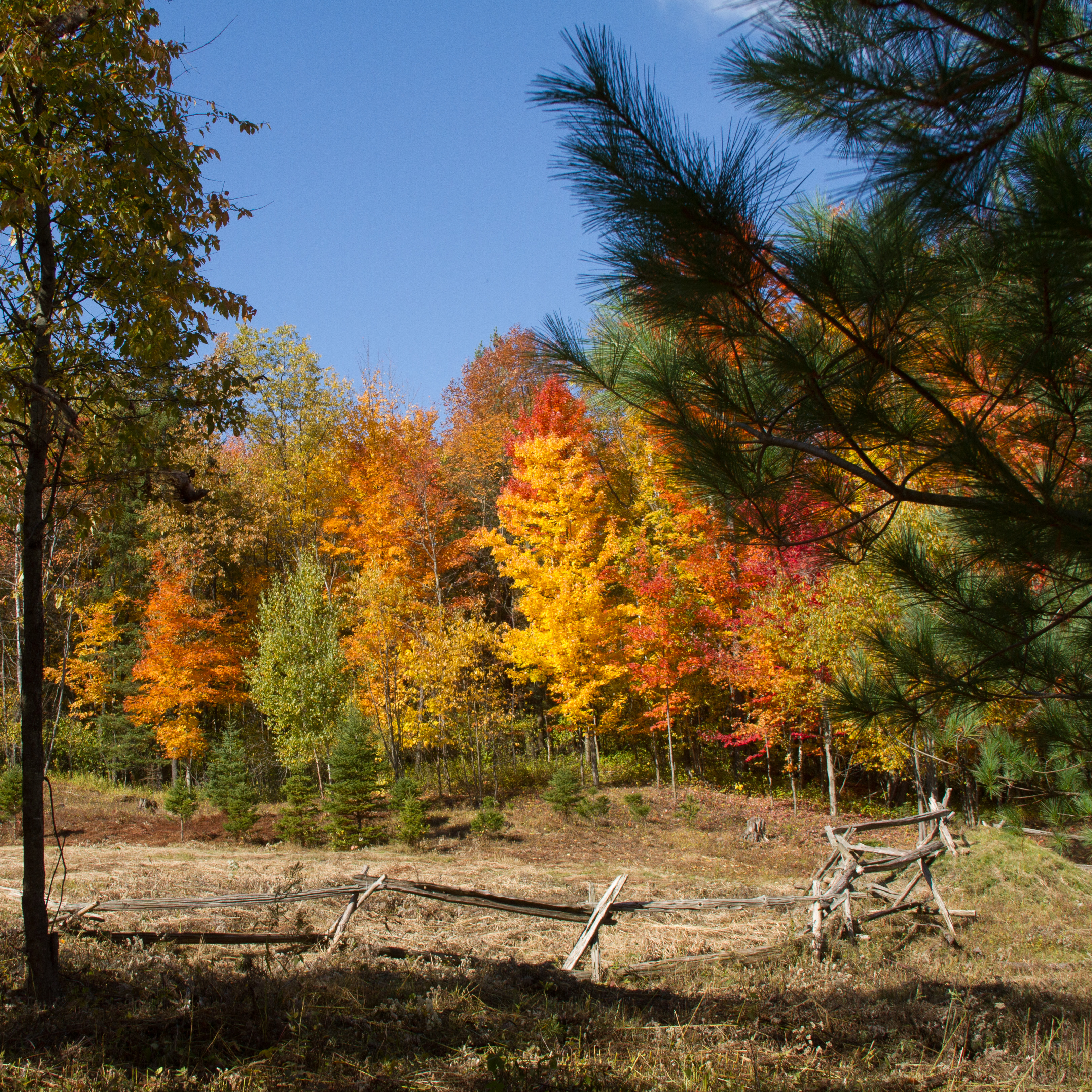 Trees at the edge of a field at Glen Villa are typical of autumn glory in Quebec's Eastern Townships.