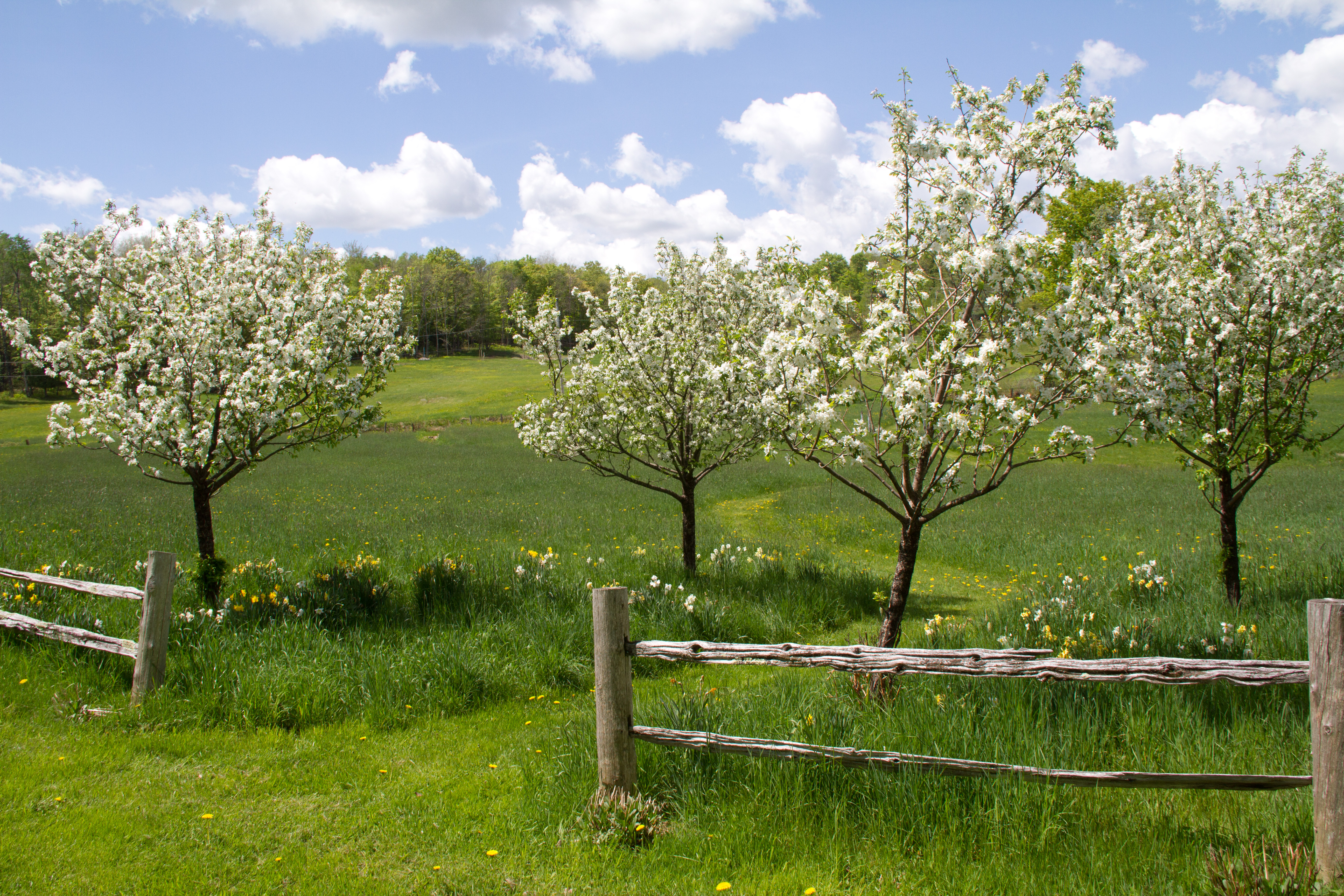 These crabapple trees are in my daughter's garden in North Hatley, Quebec.