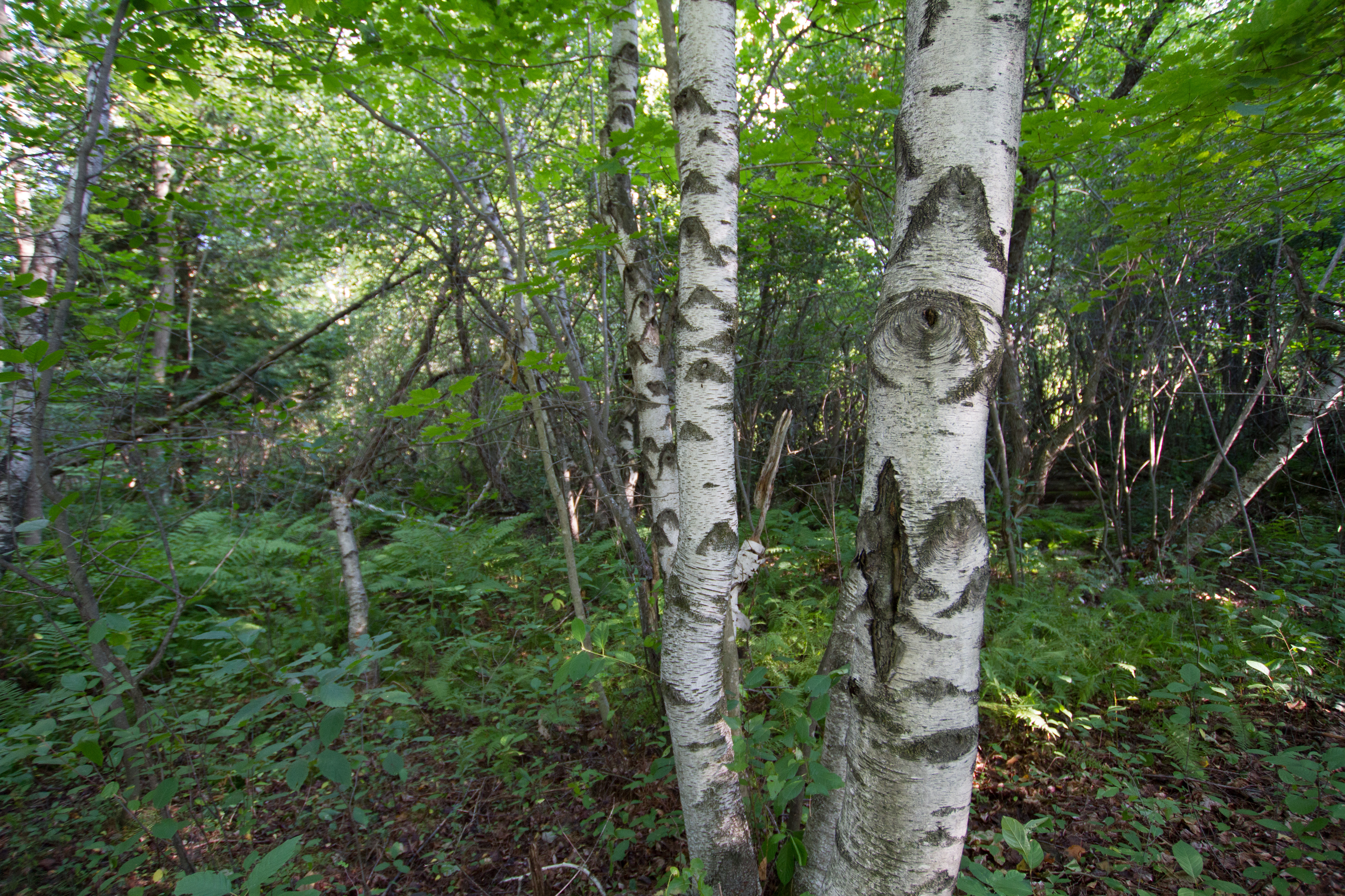 Birch eyes stare at passers by in the woods at Glen Villa.