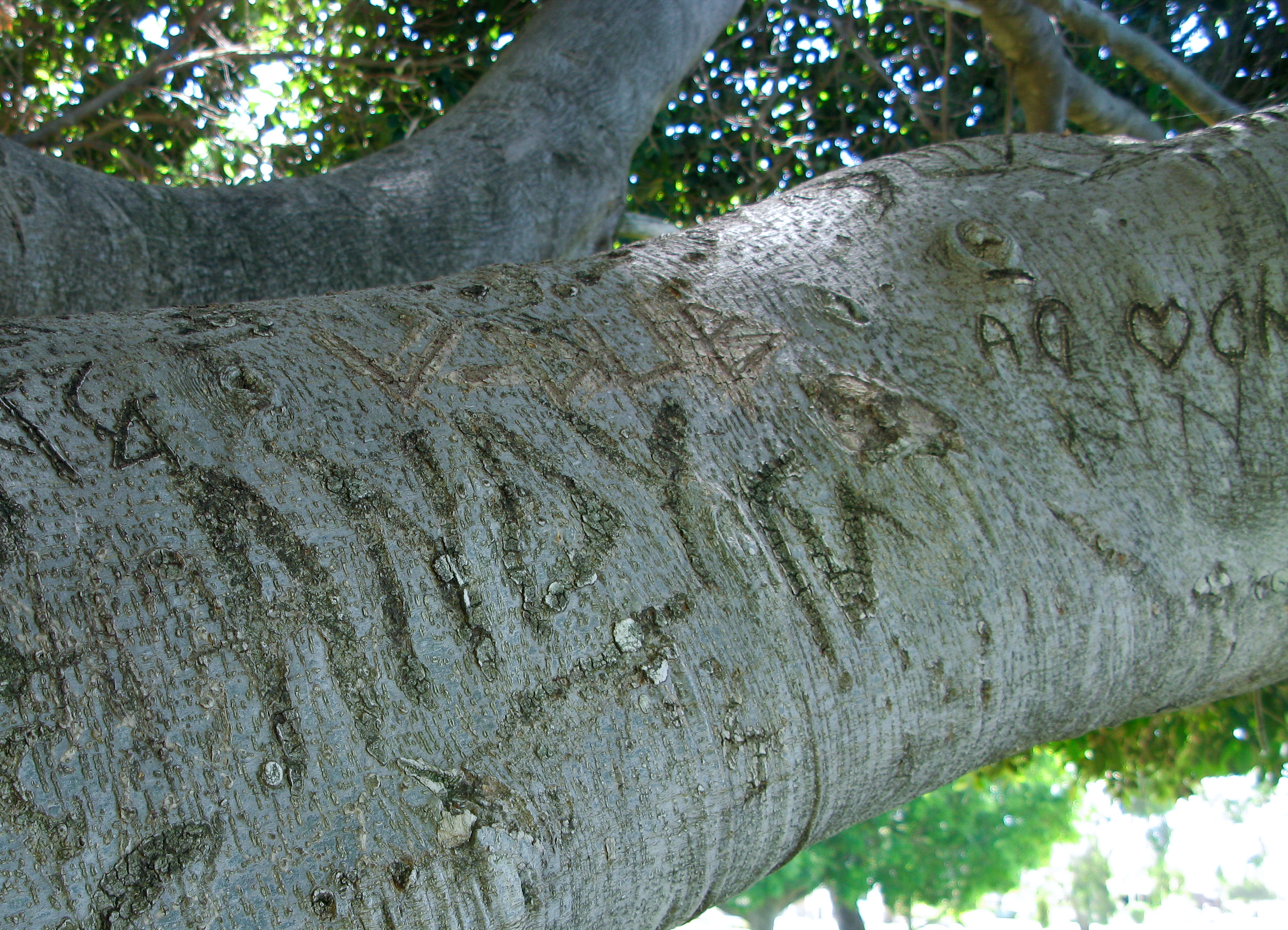 Andy's name will slowly disappear from this tree trunk in West Australia. 