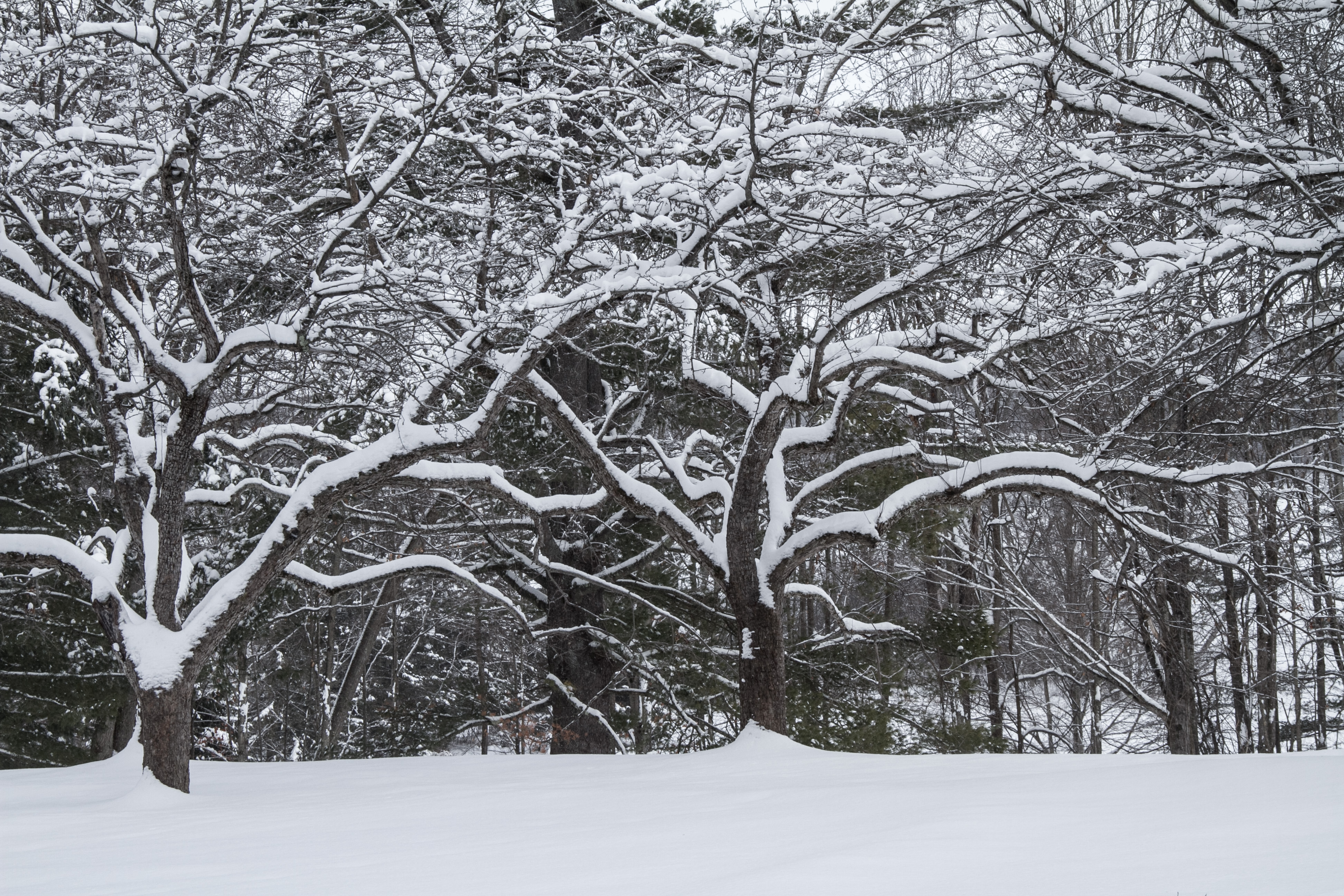 Snow outlines these old crabapple trees at Glen Villa. 