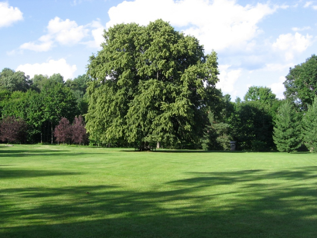 The linden, or basswood, tree at Glen Villa is the perfect image of what a tree can be, as round and shapely as a child's drawing.