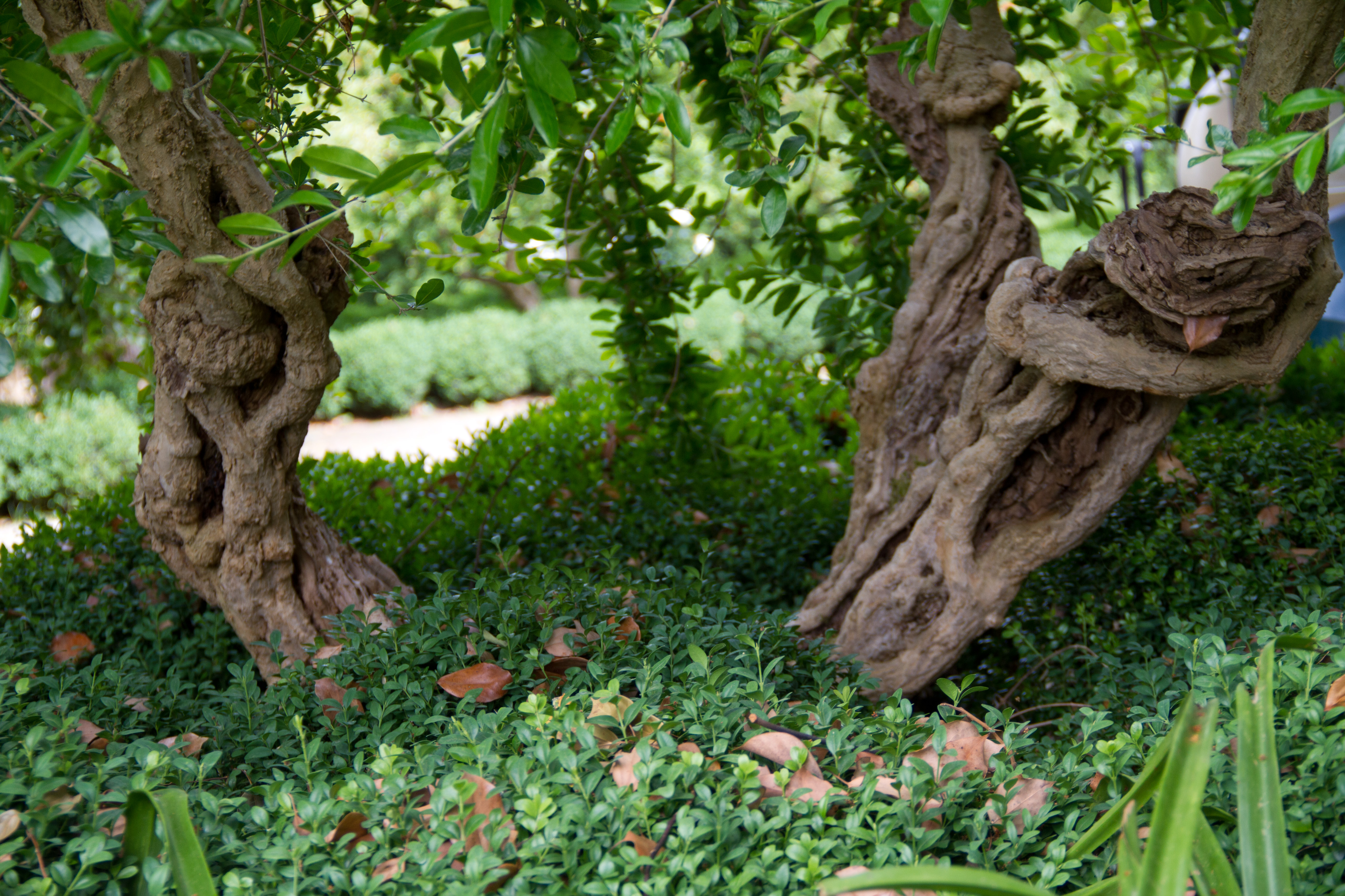 These ancient olive trees are in a private garden in the south of Italy.