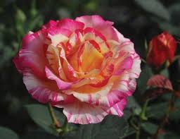 Chinook Sunrise is from the Canadian-developed 49th Parallel series of roses.