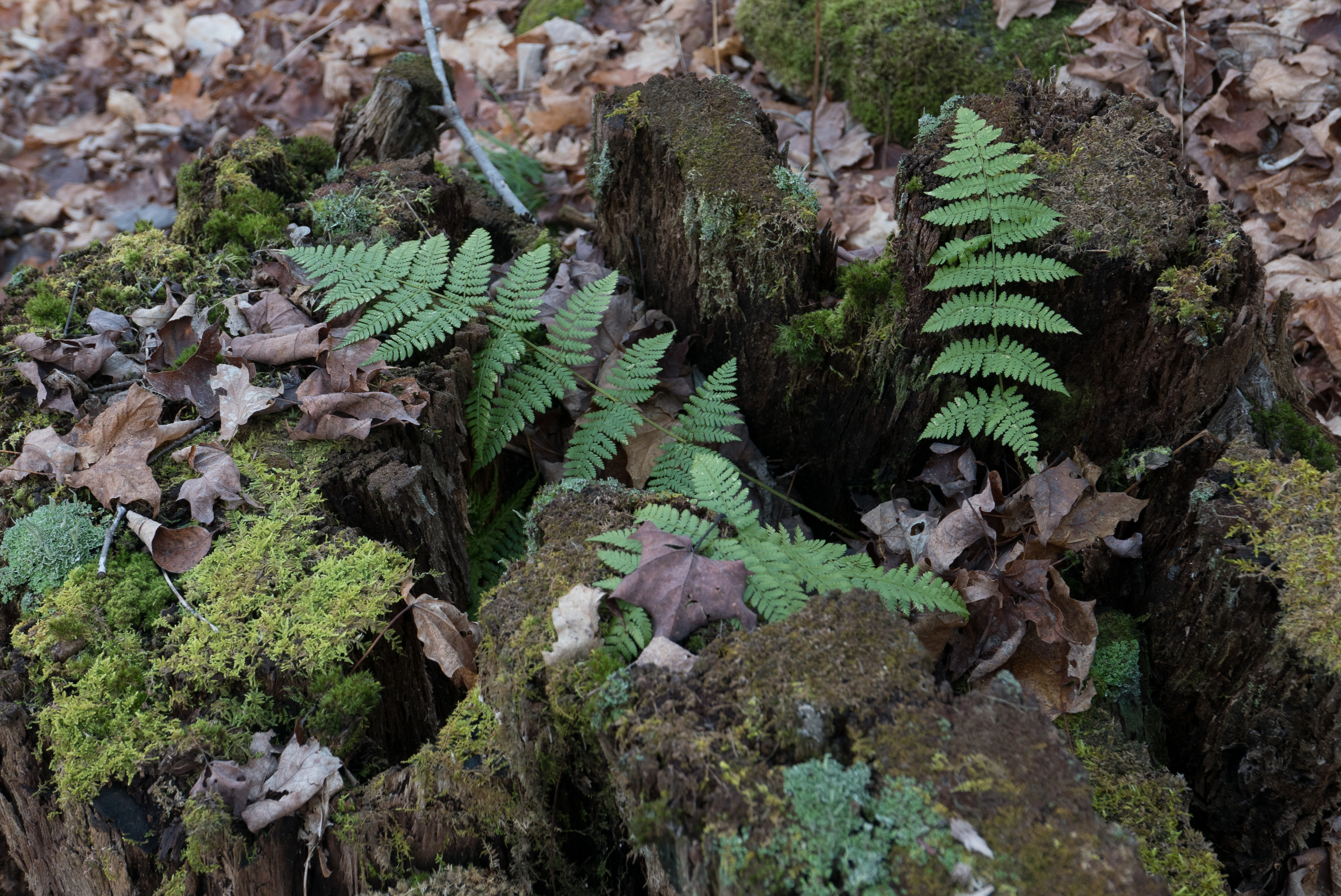 Moss, ferns and decaying stumps make up this part of the woods.