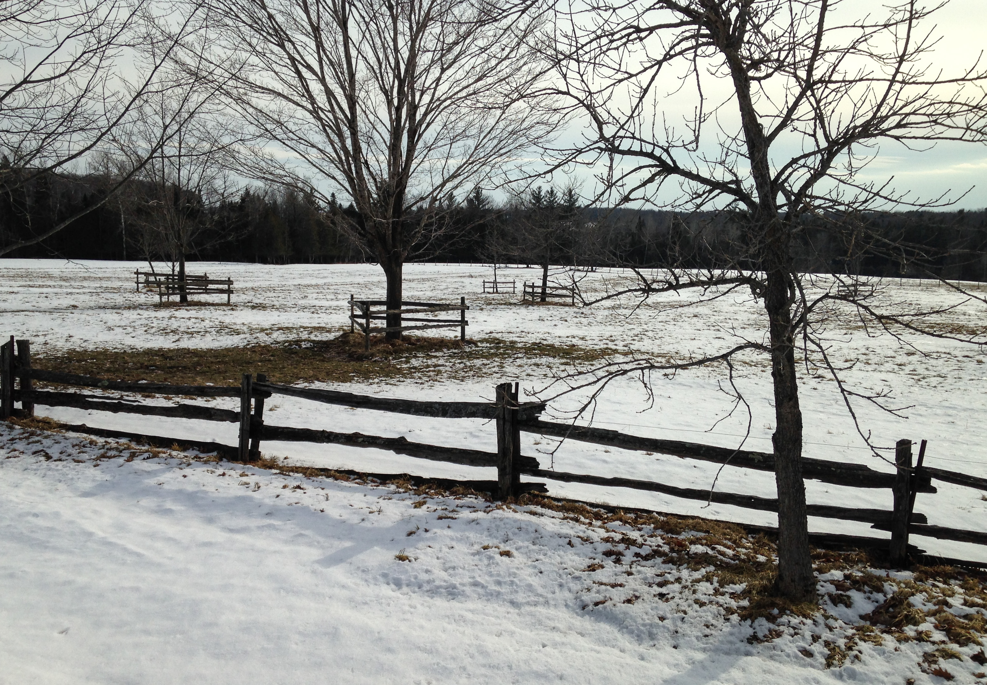 Split rail fences remain common sights in Quebec's Eastern Townships. Protecting trees from cattle and other animals is much less common. 