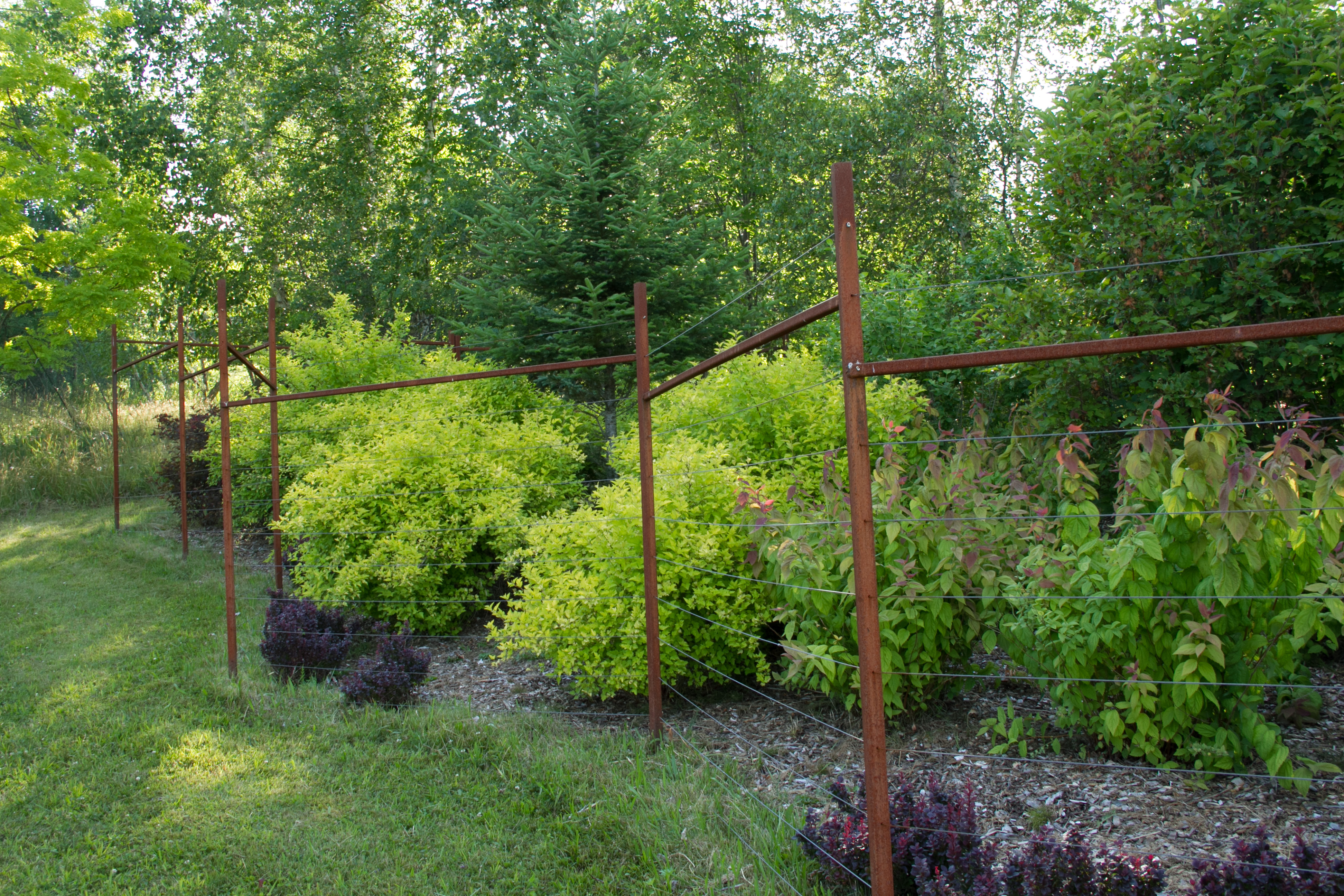 The fence here is protecting shrubs against the deer. I've used this design in fences at several places in the garden at Glen Villa.