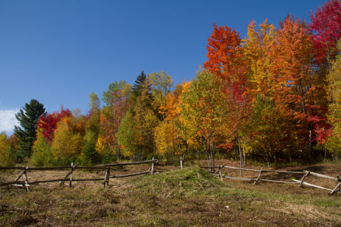 Autumn colour is more intense some years than others.