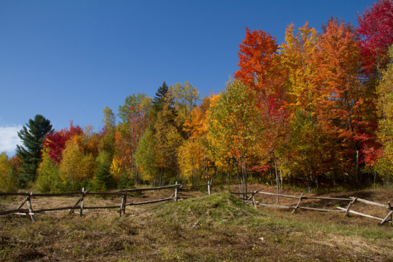 Autumn colour is more intense some years than others.
