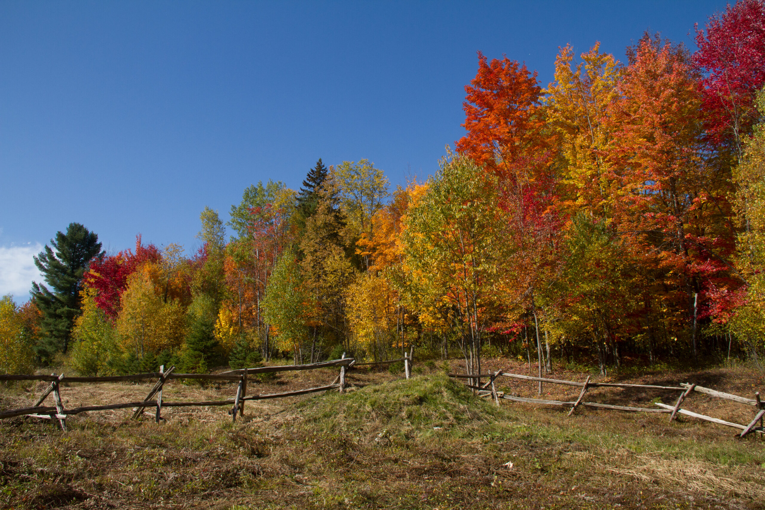 Autumn colour is more intense some years than others.
