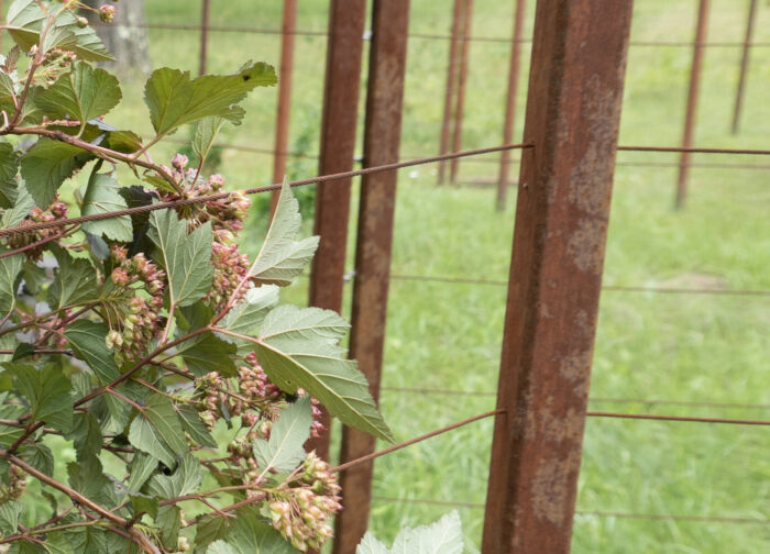 border-upper-field-1-of-6.jpg